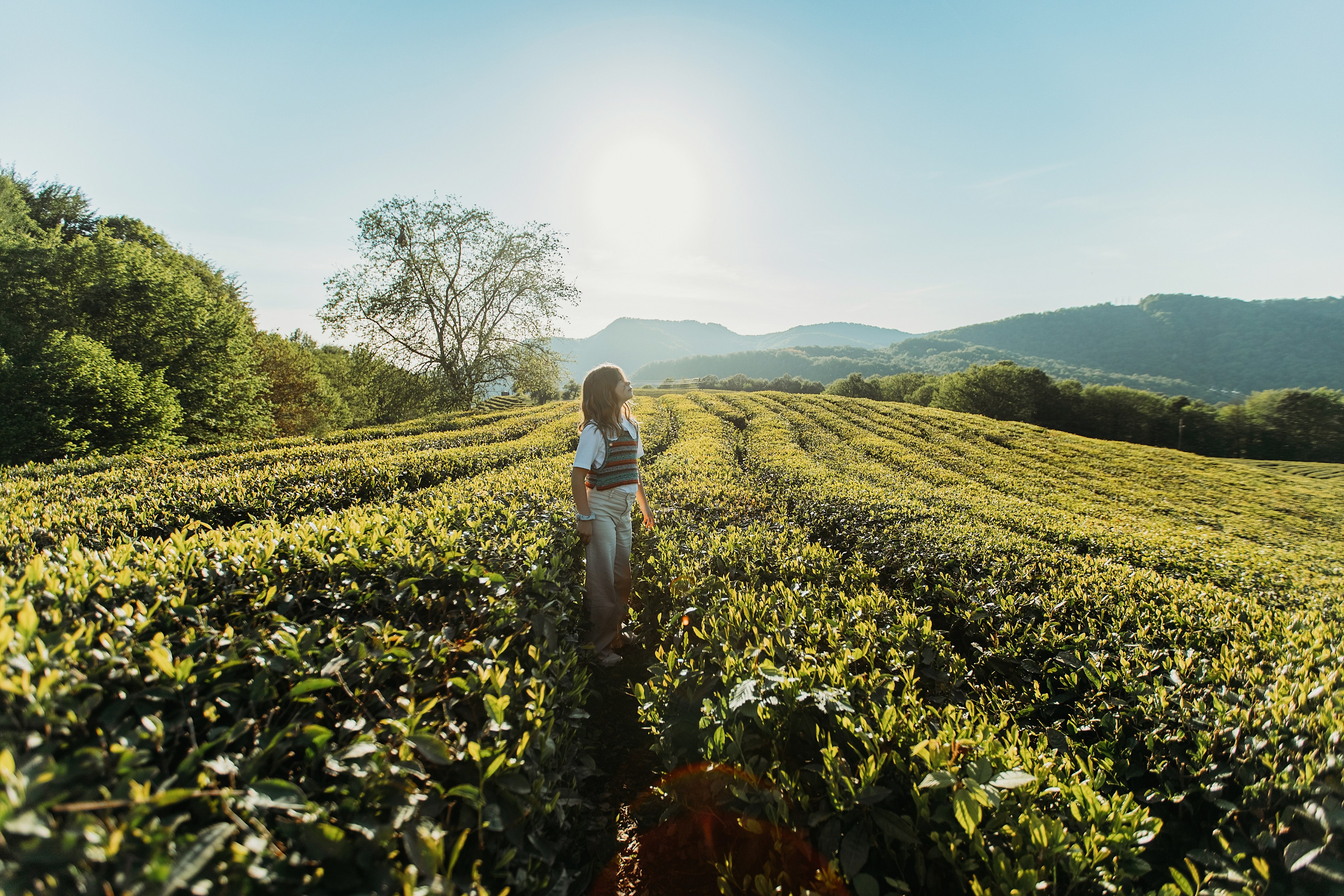 Чайные плантации мацеста. Фотограф Сочи Татьяна Зорина