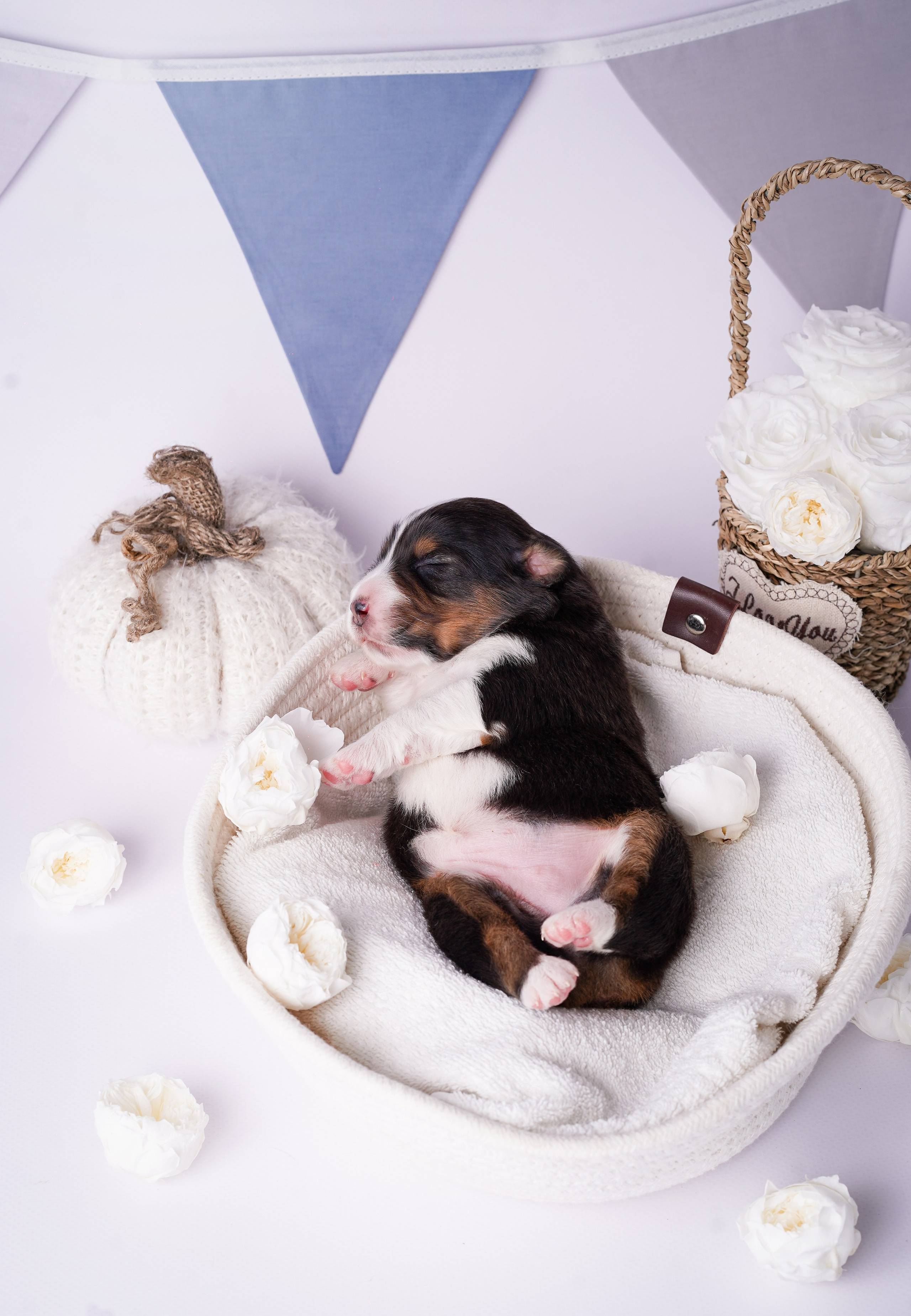 Щенки австралийской овчарки. Фотограф-анималист в Санкт-Петербурге Яна Мартынова