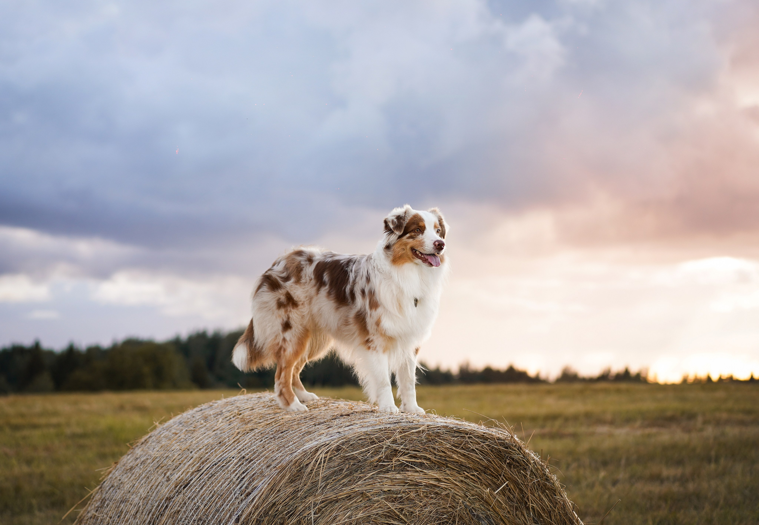 Панда и стога. Фотограф-анималист в Санкт-Петербурге Яна Мартынова