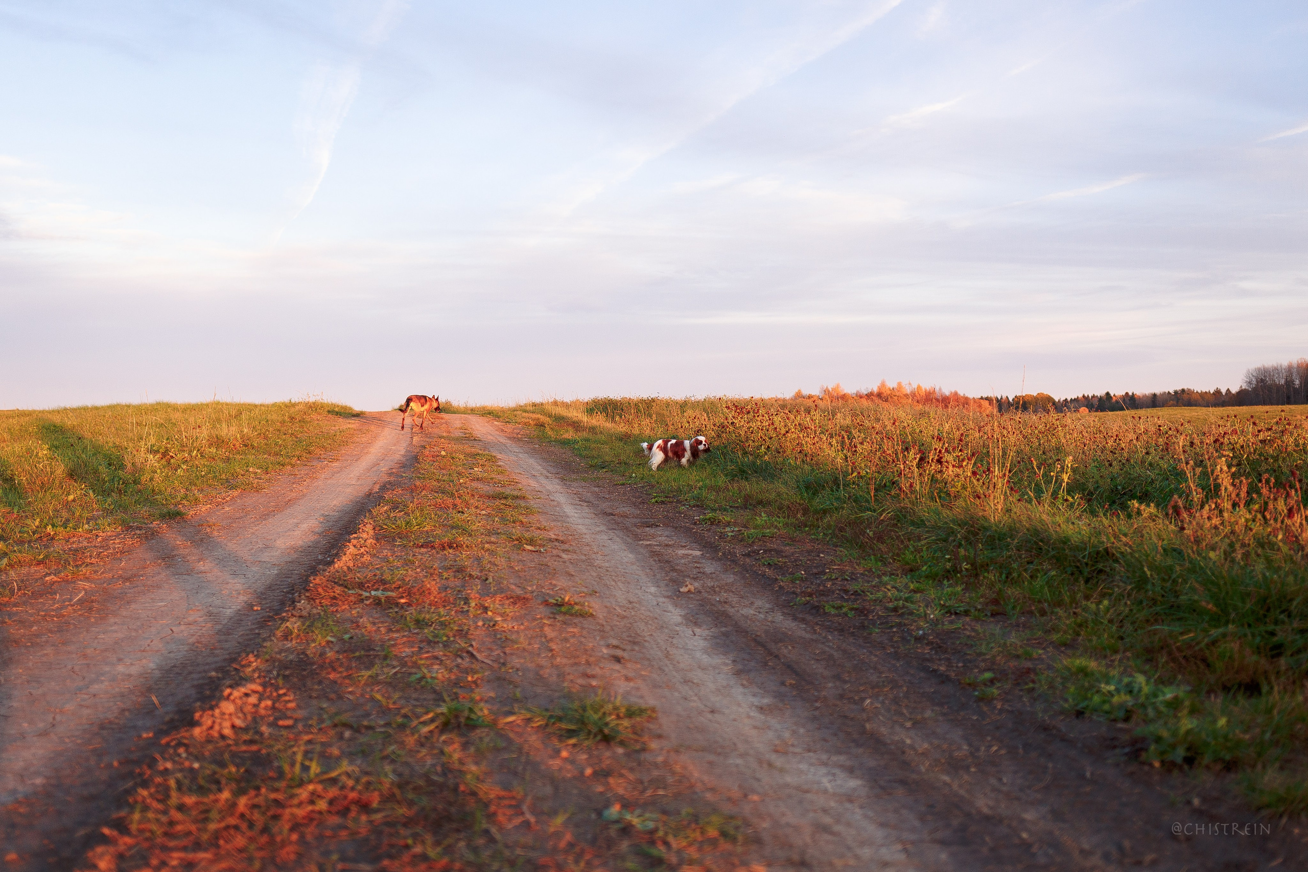 Октябрьский закат в полях. Алина и Лео. Фотограф-анималист Наталия Чистюхина в г. Сосновый Бор и ЛО