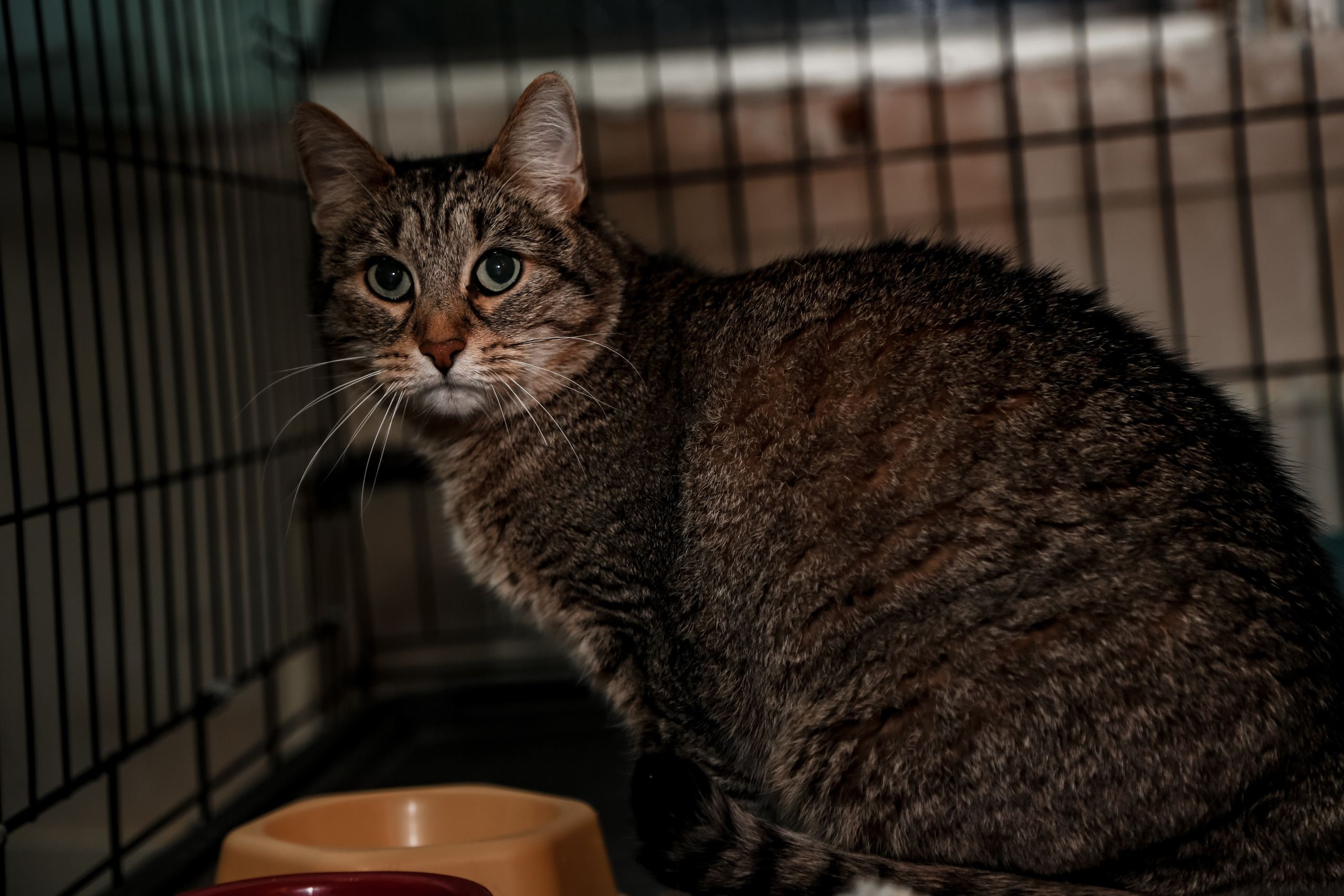 Приют Кошкин Дом Филимоша. Ваш фотограф в Оренбурге Рощупкина Екатерина