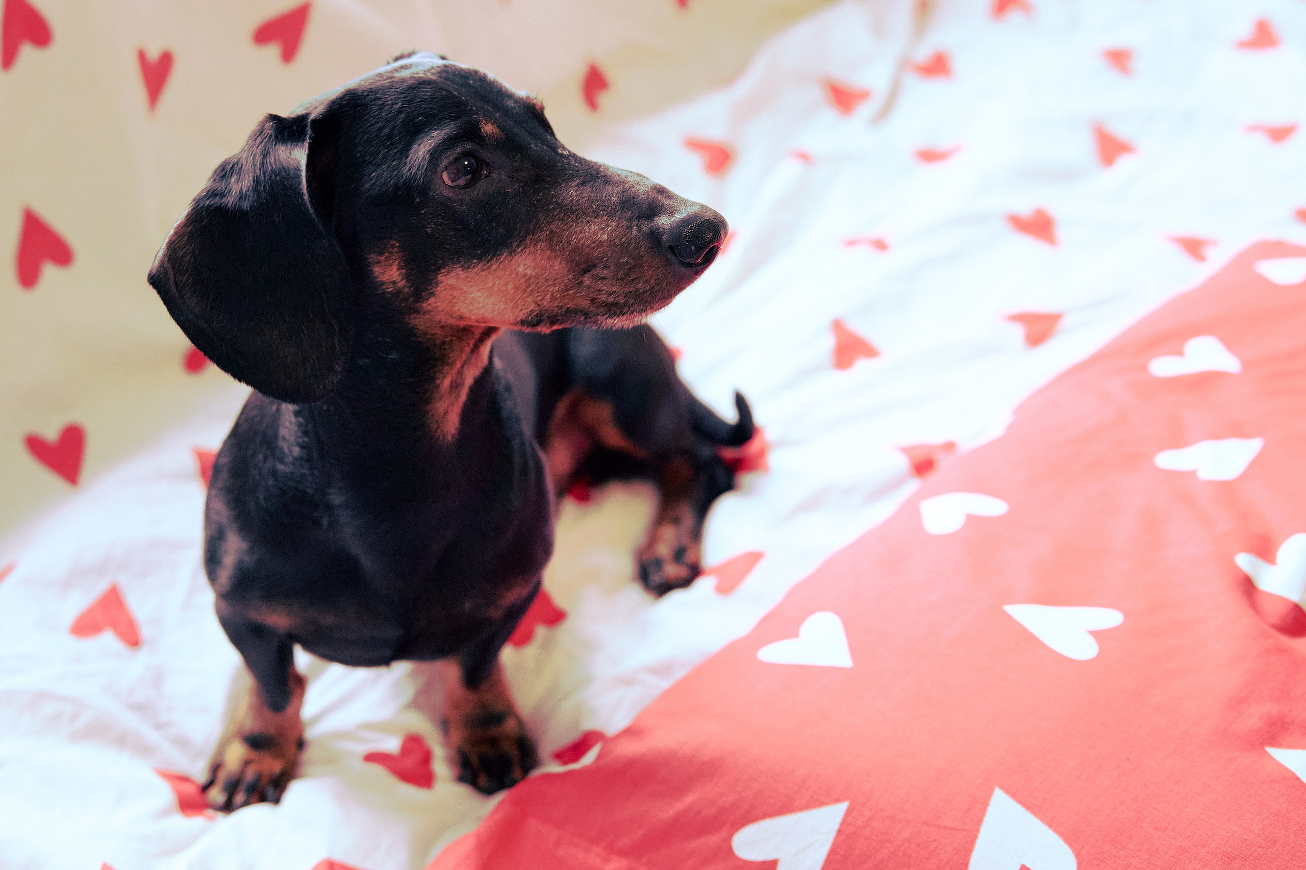 Фотосъёмка животных. Предметный и репортажный фотограф Алексей Кротов