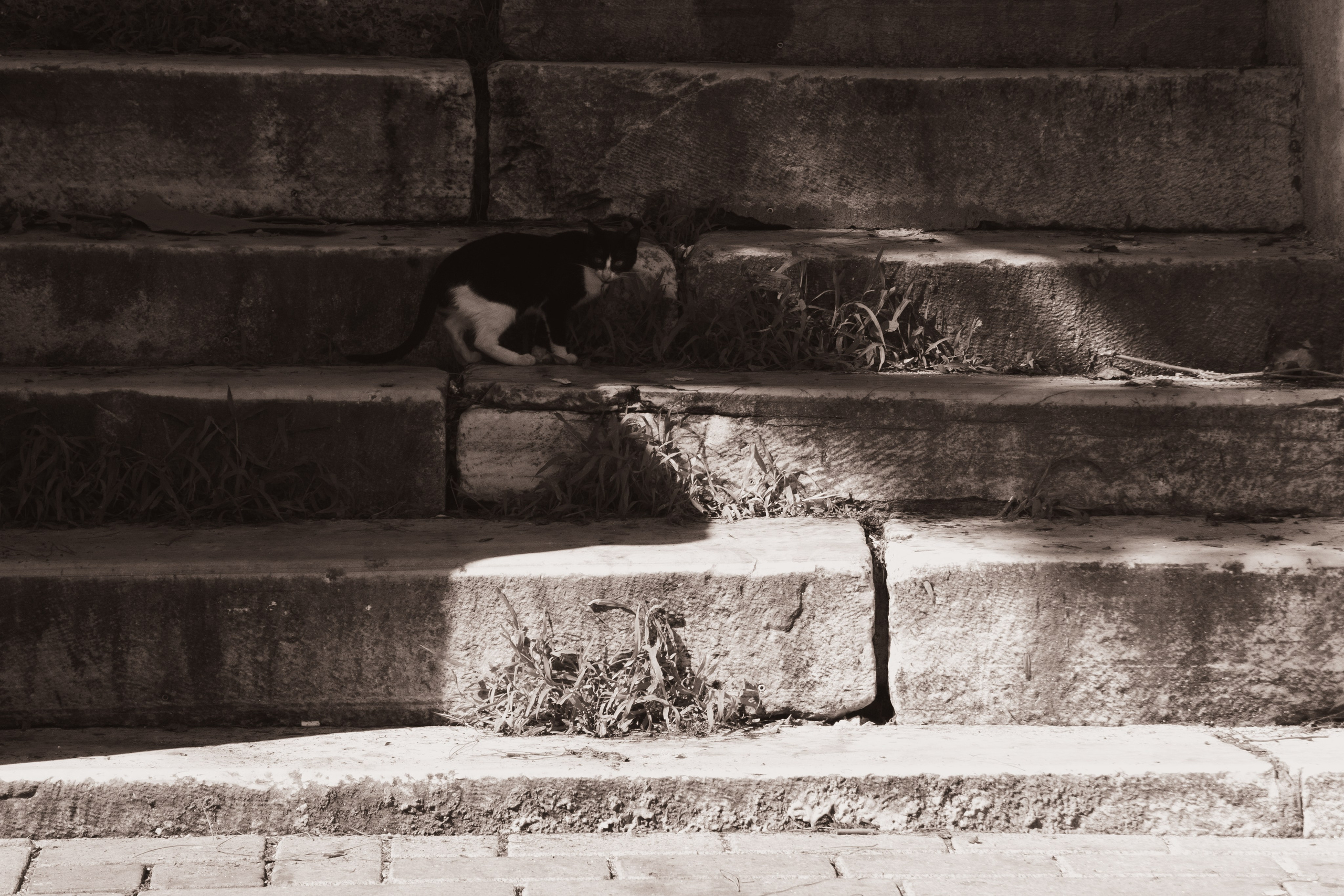 Животные. Фотограф Москва, портрет, стрит, репортаж. Художественная фотосессия