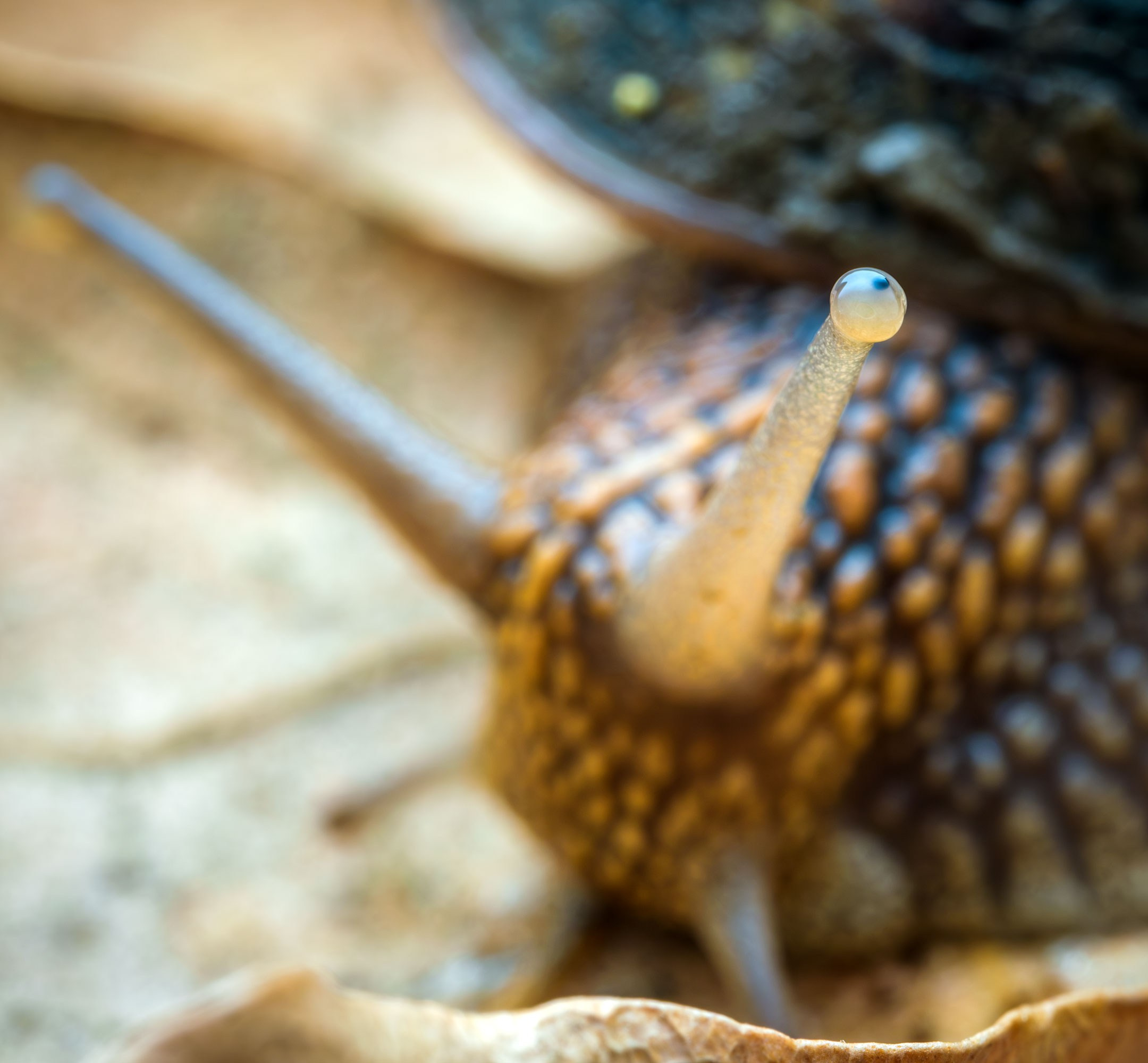 Макросъемка