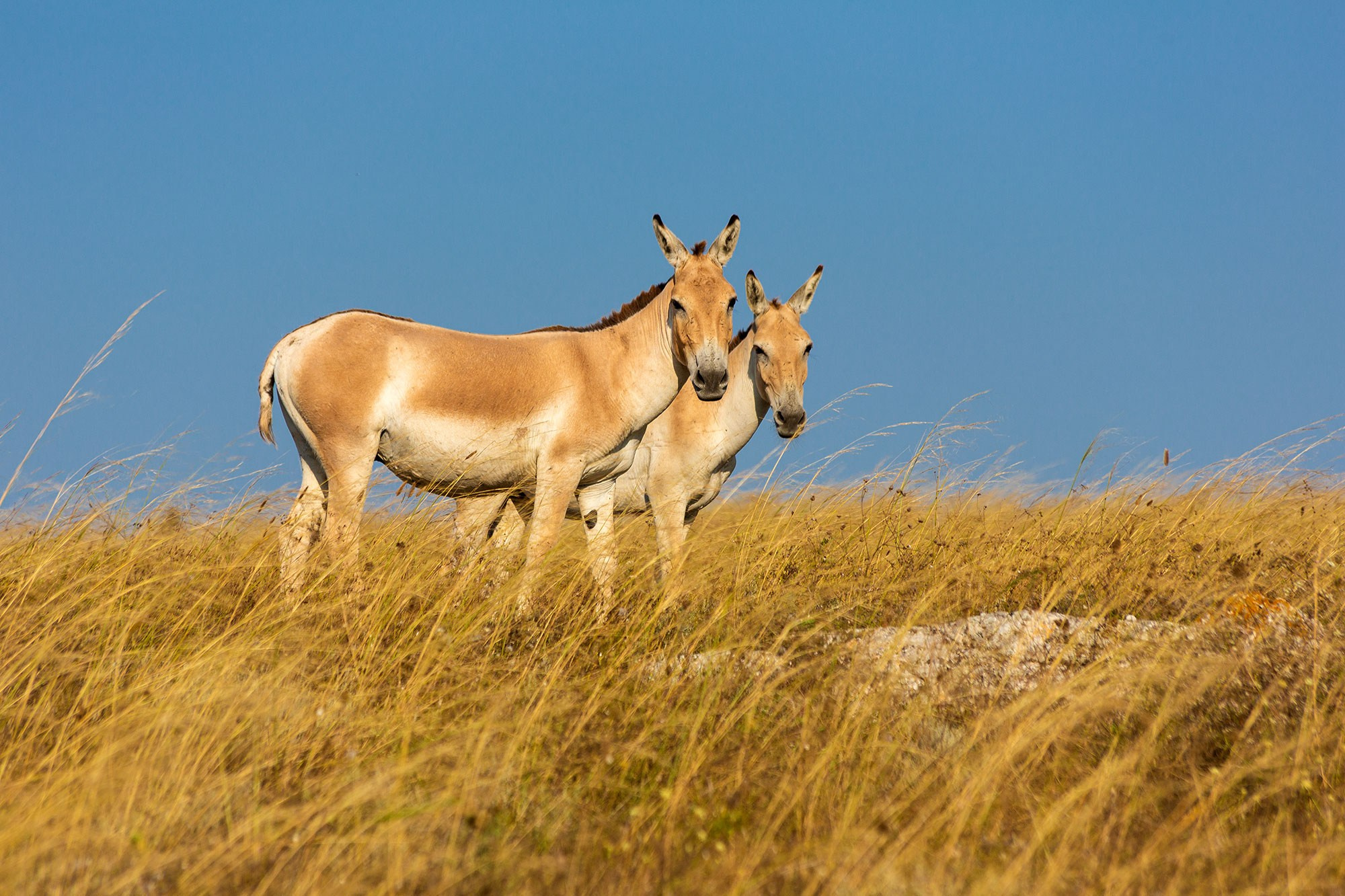 Свадебный фотограф в Геленджике