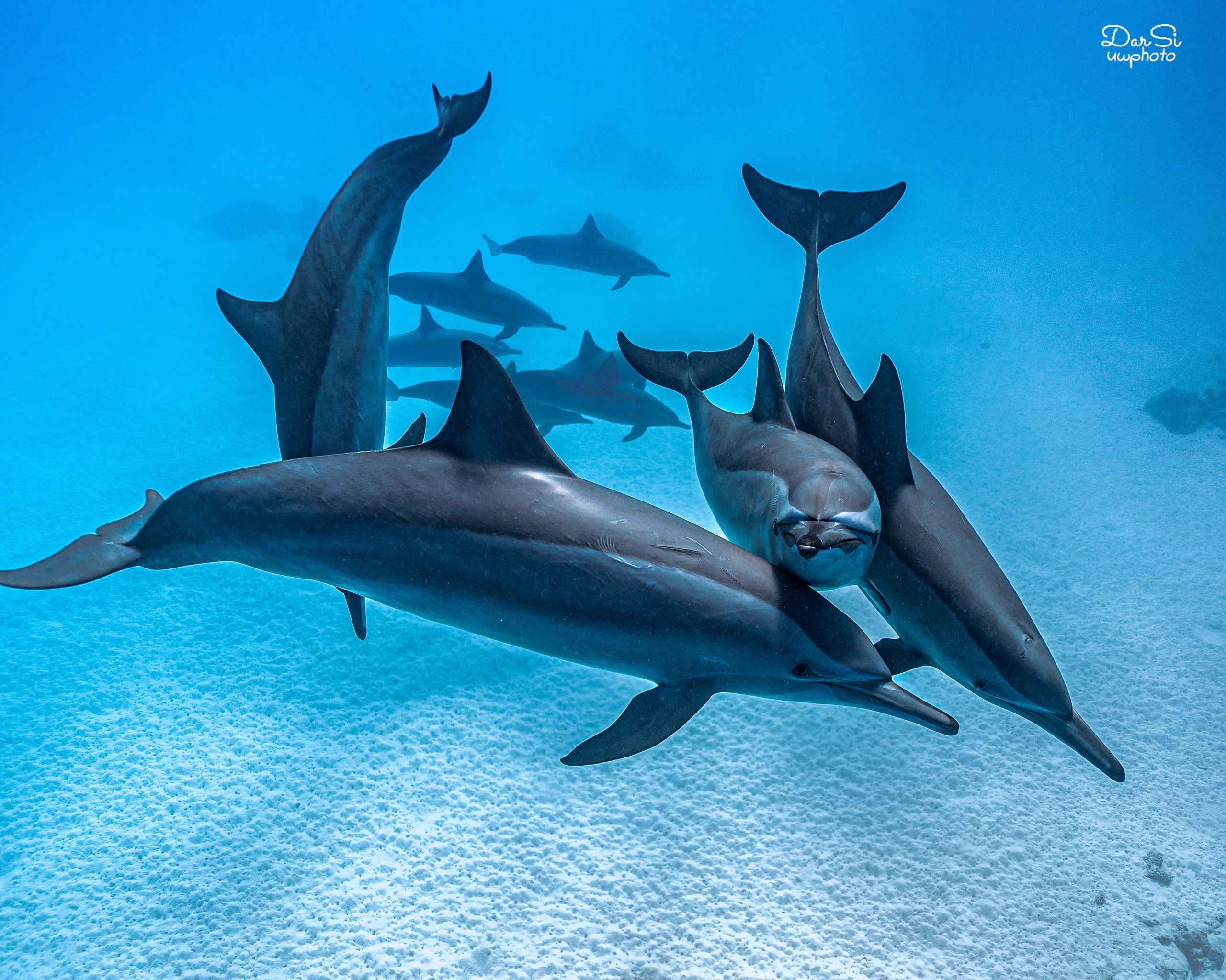 Дельфины. Подводный фотограф на Филиппинах Синицина Дарья