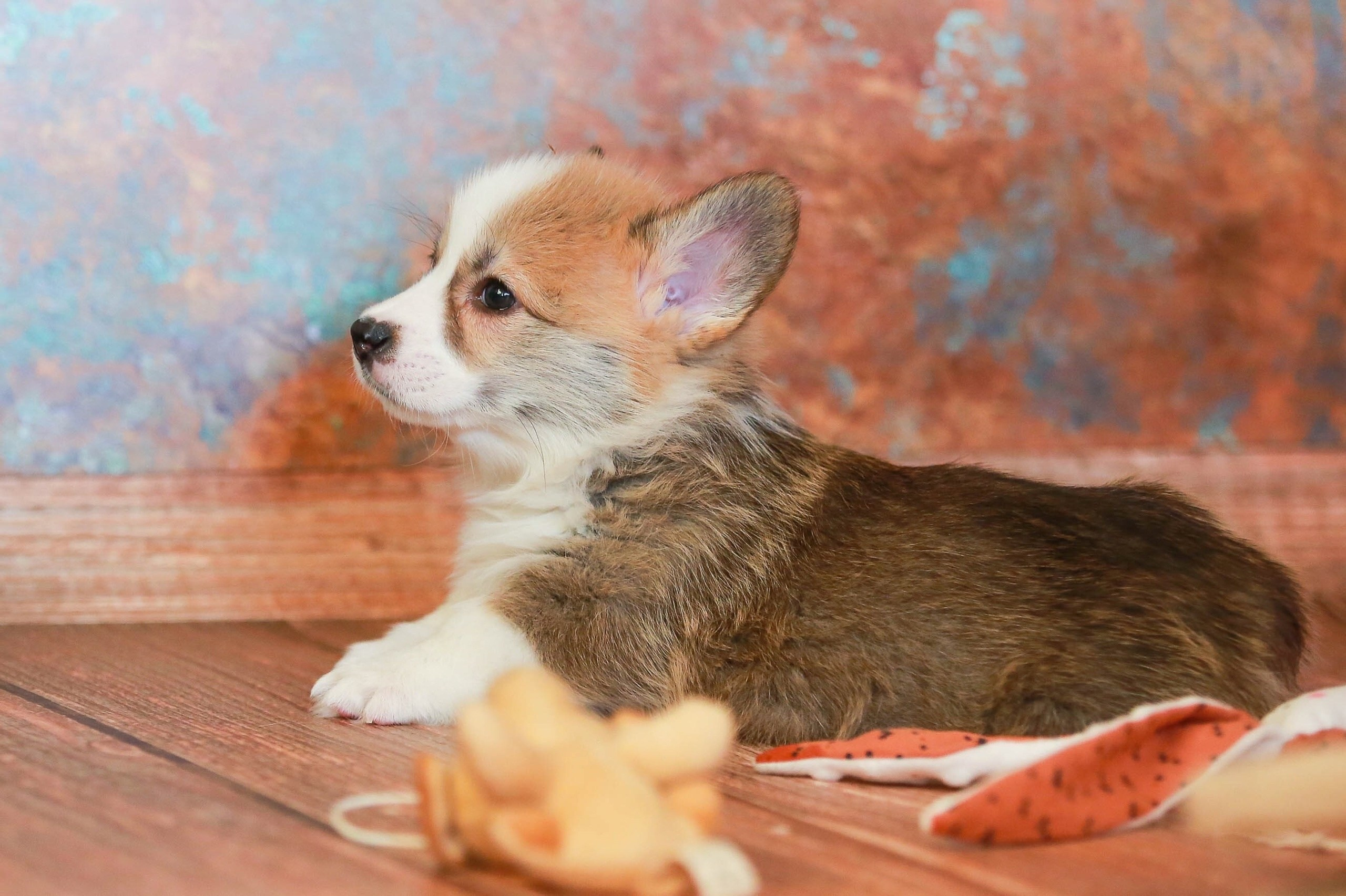 Щенки. Семейный и детский фотограф в Москве Мария Быкова