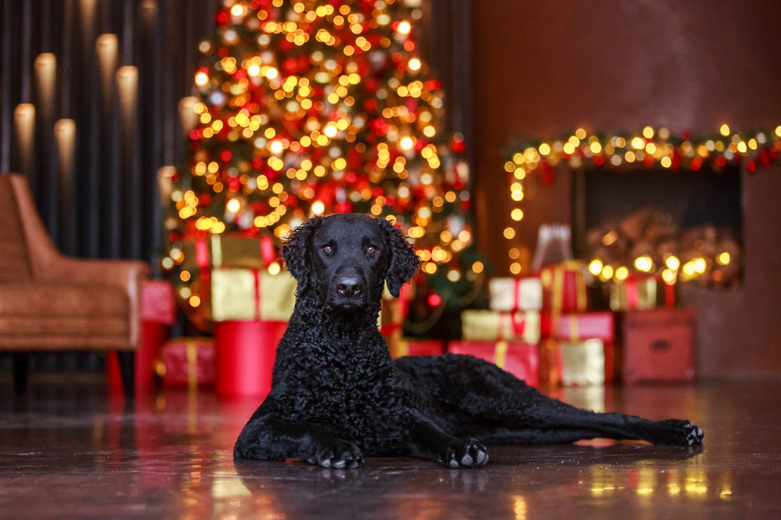 Лабрадор ретривер и курчавошерстный ретривер фотосессия на Новый год в фотостудии. Семейный и детский фотограф в Москве Мария Быкова