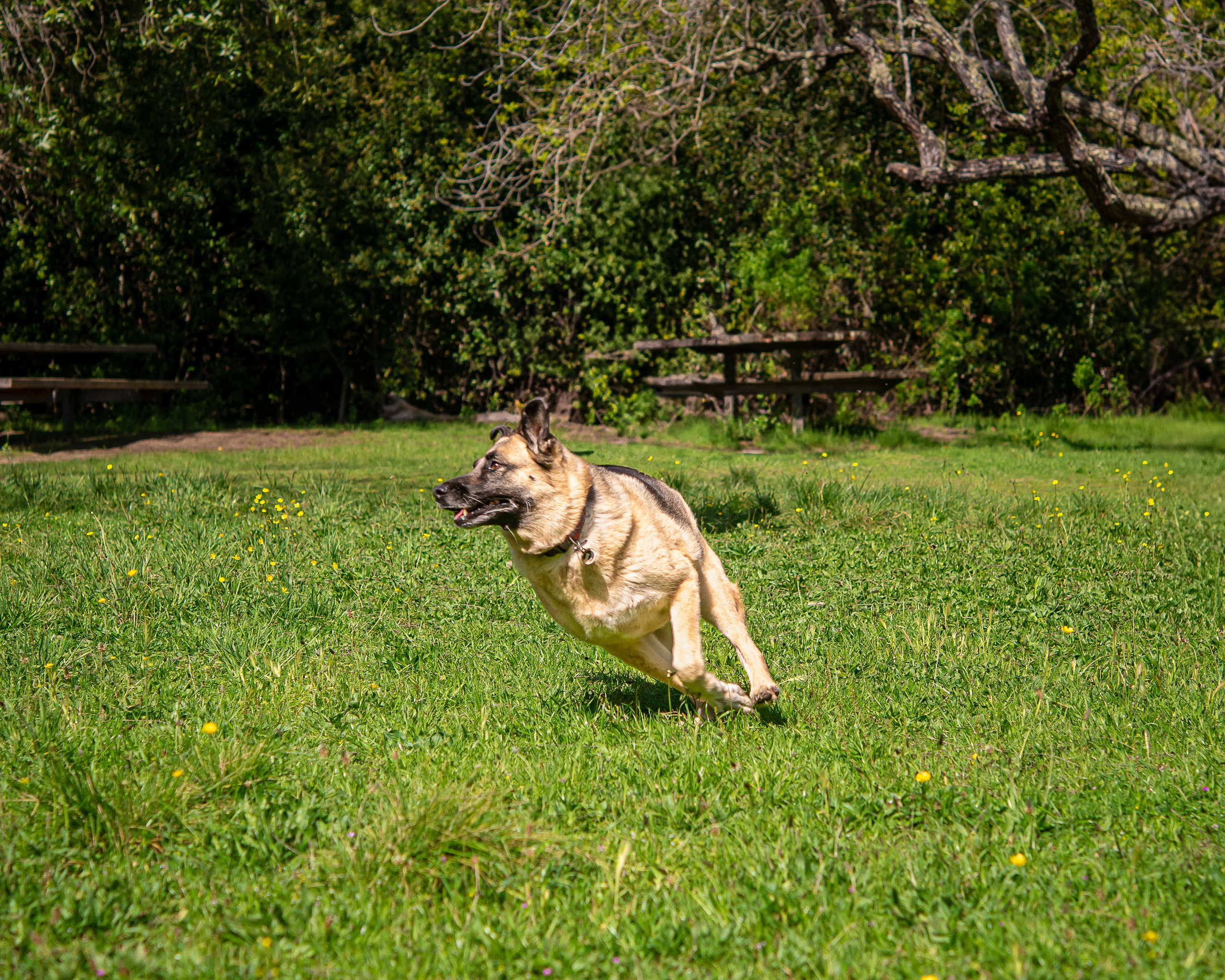 Pet portfolio. Svetlana Lapina, portrait photographer, San Francisco