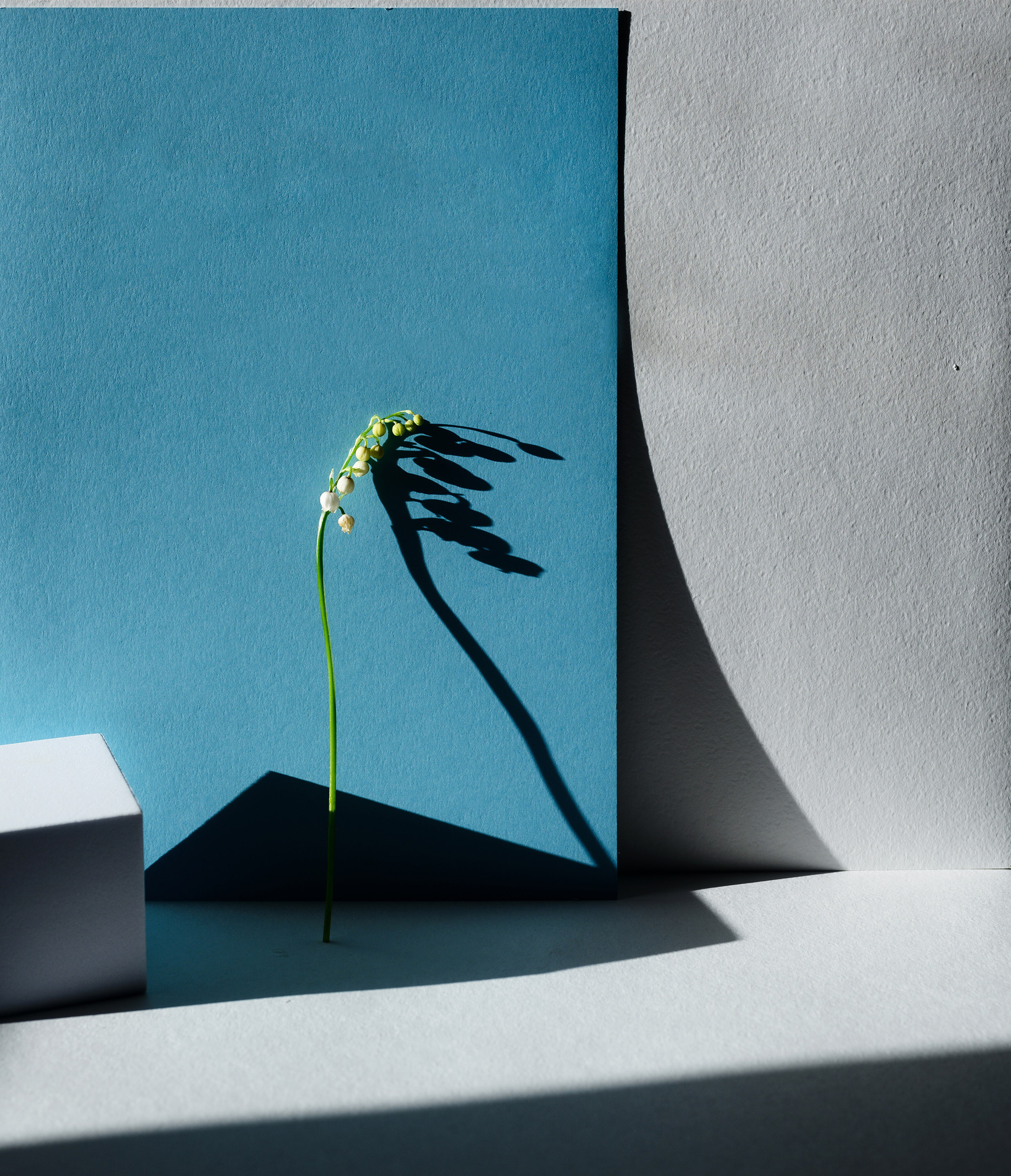 белый, чистота, весна, свет, контраст