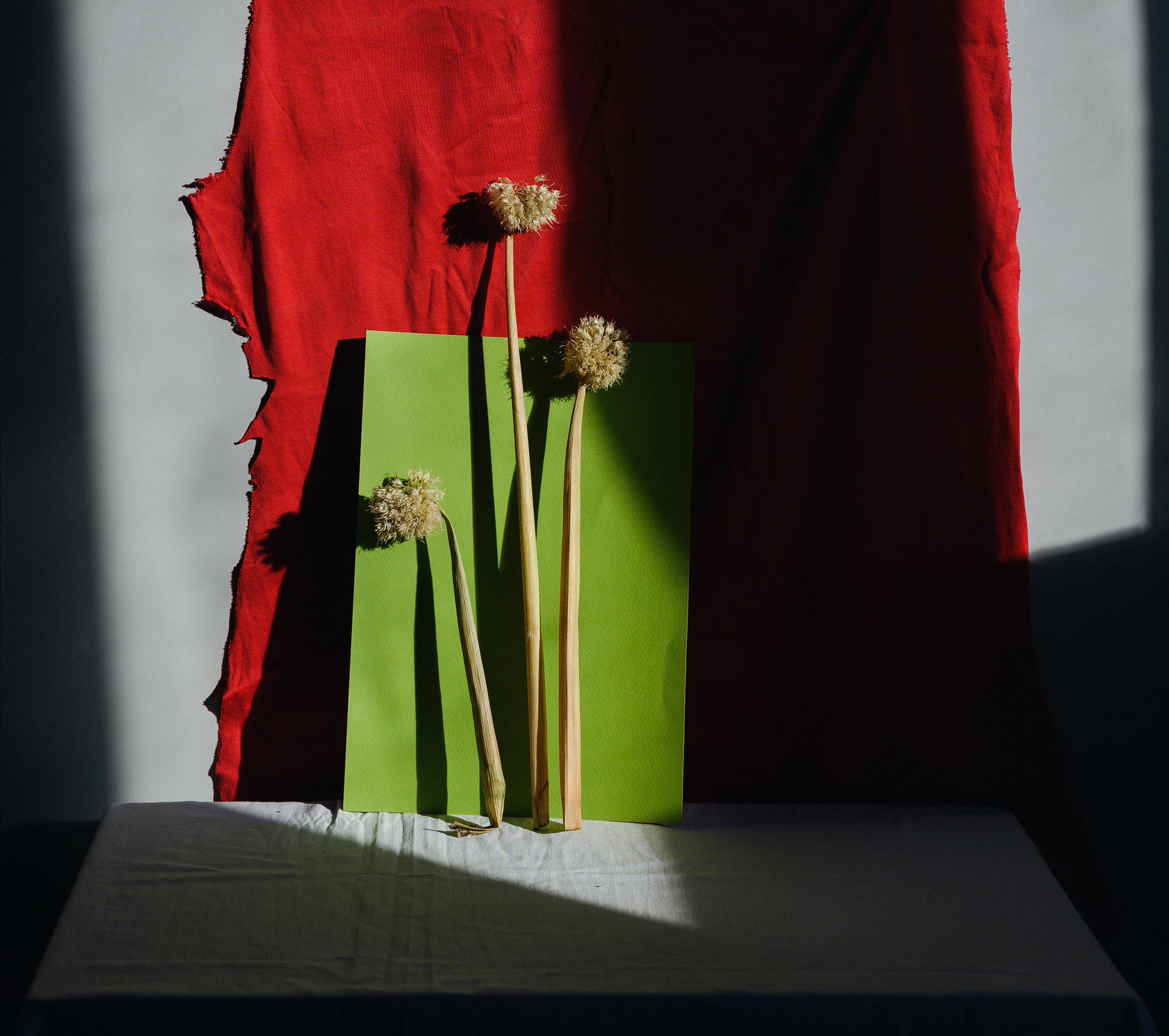 красный, ткань, растения, бумага, свет, цветы