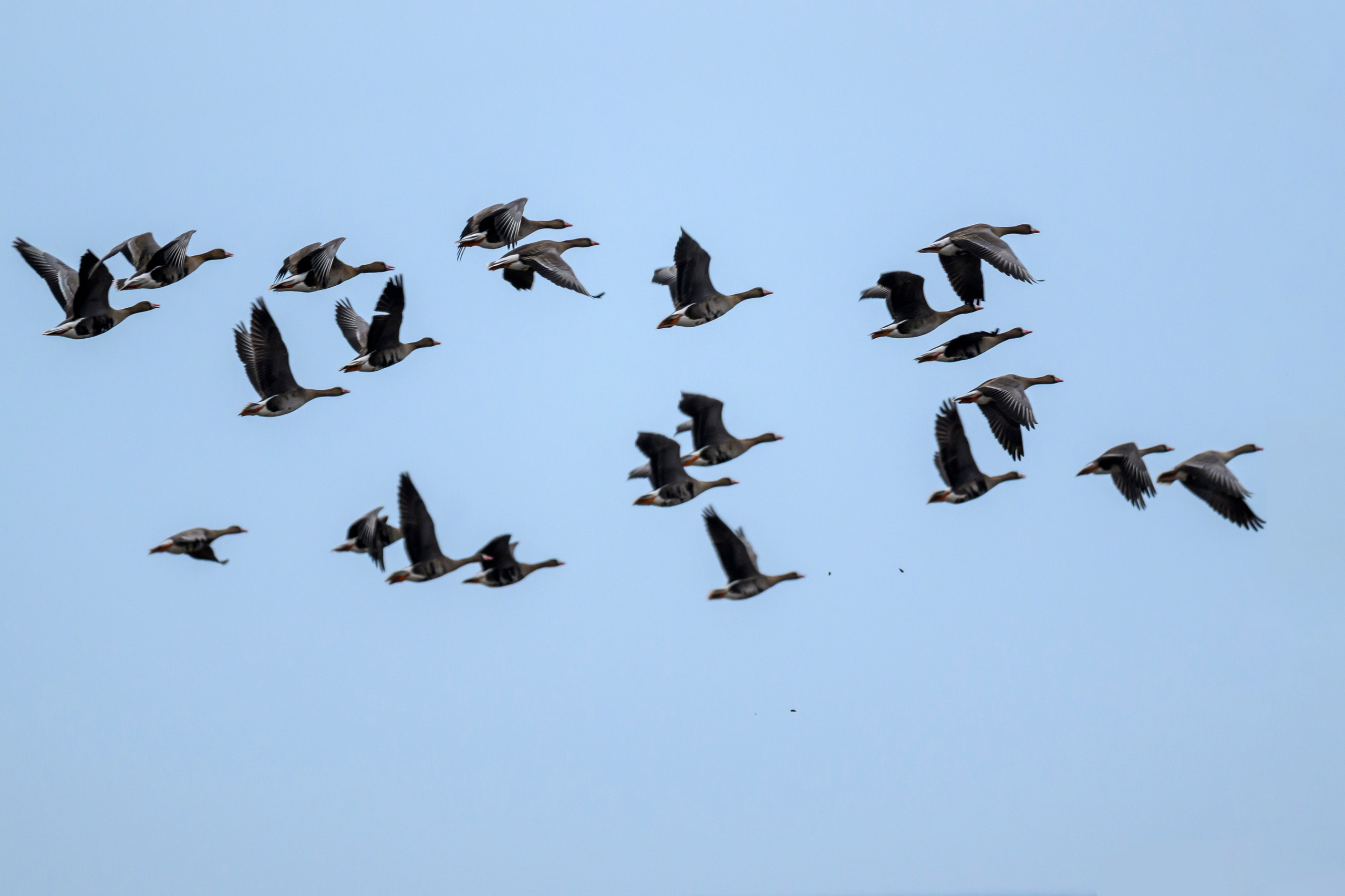 Пустельга и мородунка. Wildlife photography by Sergey Puponin
