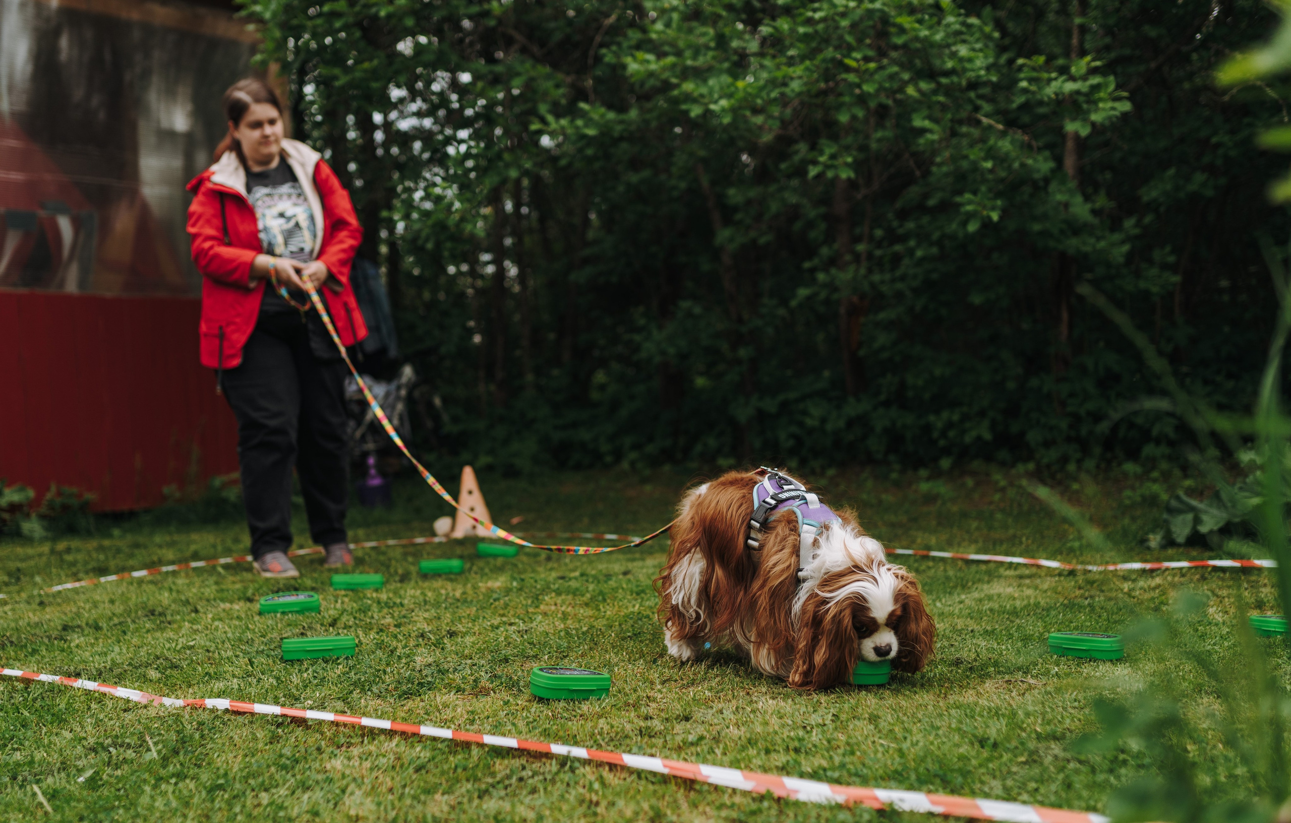 Соревнования по ноузворку. Фотограф анималист в Спб недорого Олеся Майорова