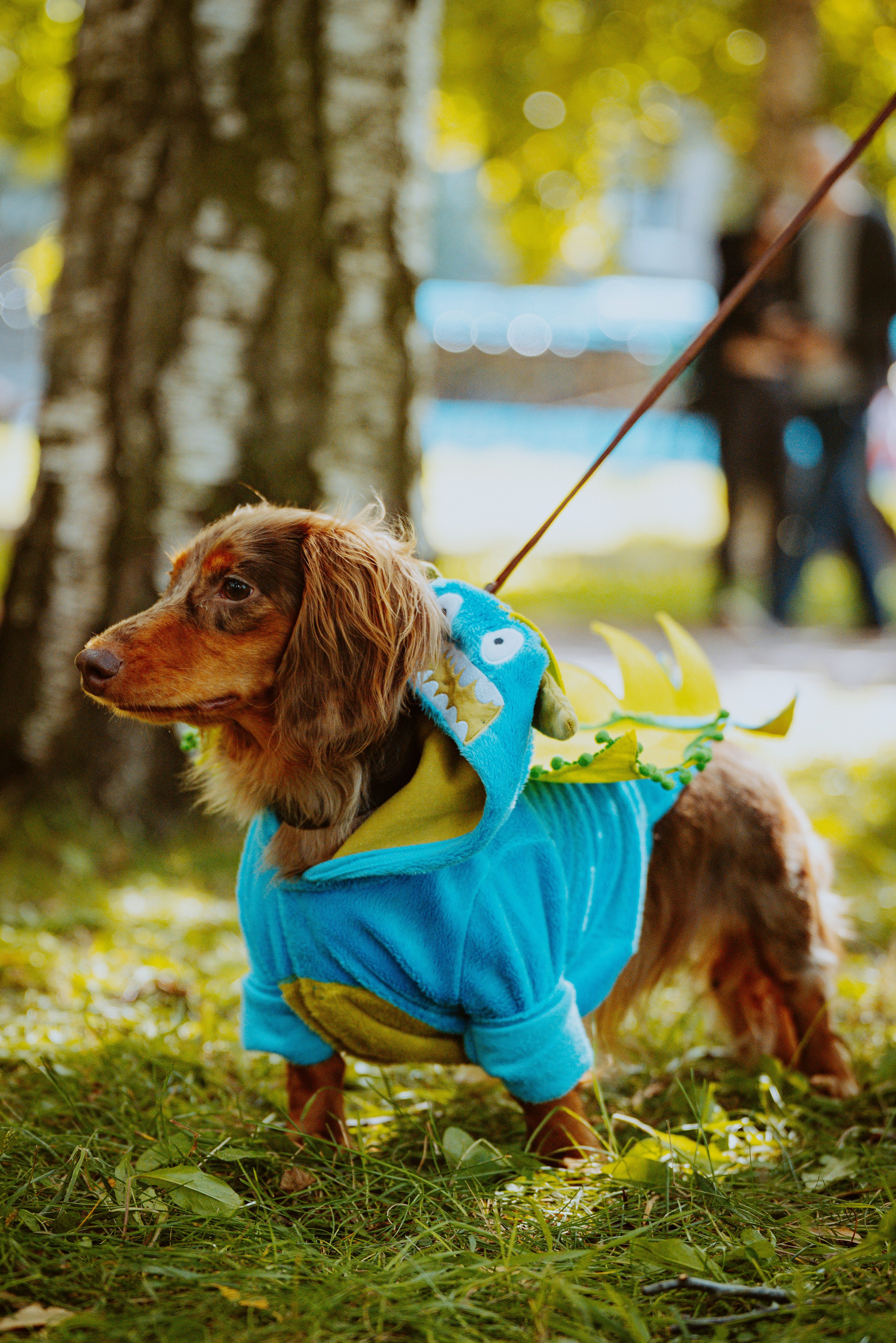Такспарад. Фотограф анималист в Спб недорого Олеся Майорова