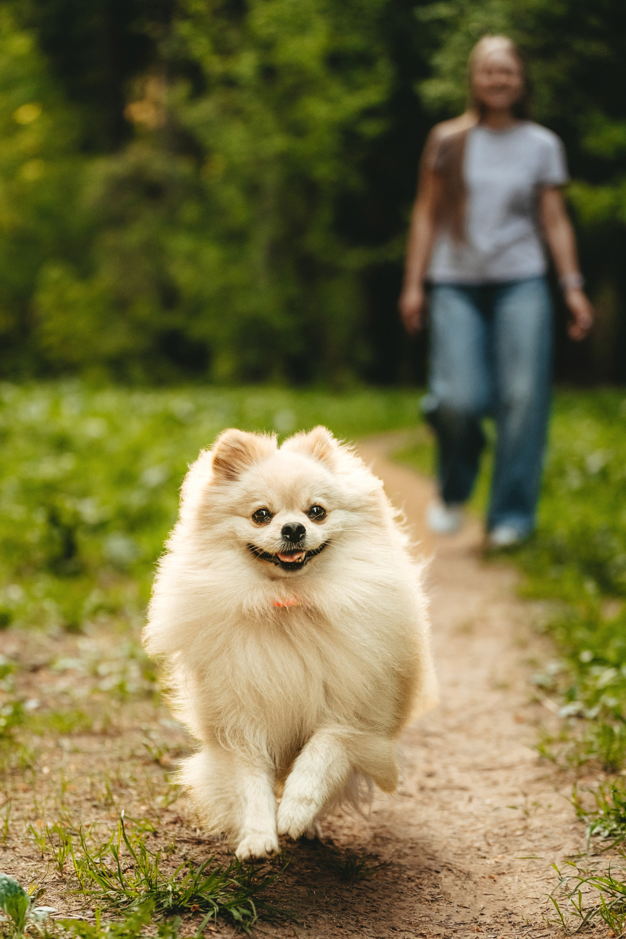 Фотосессия с собачкой в лесу. Фотограф анималист в Спб недорого Олеся Майорова