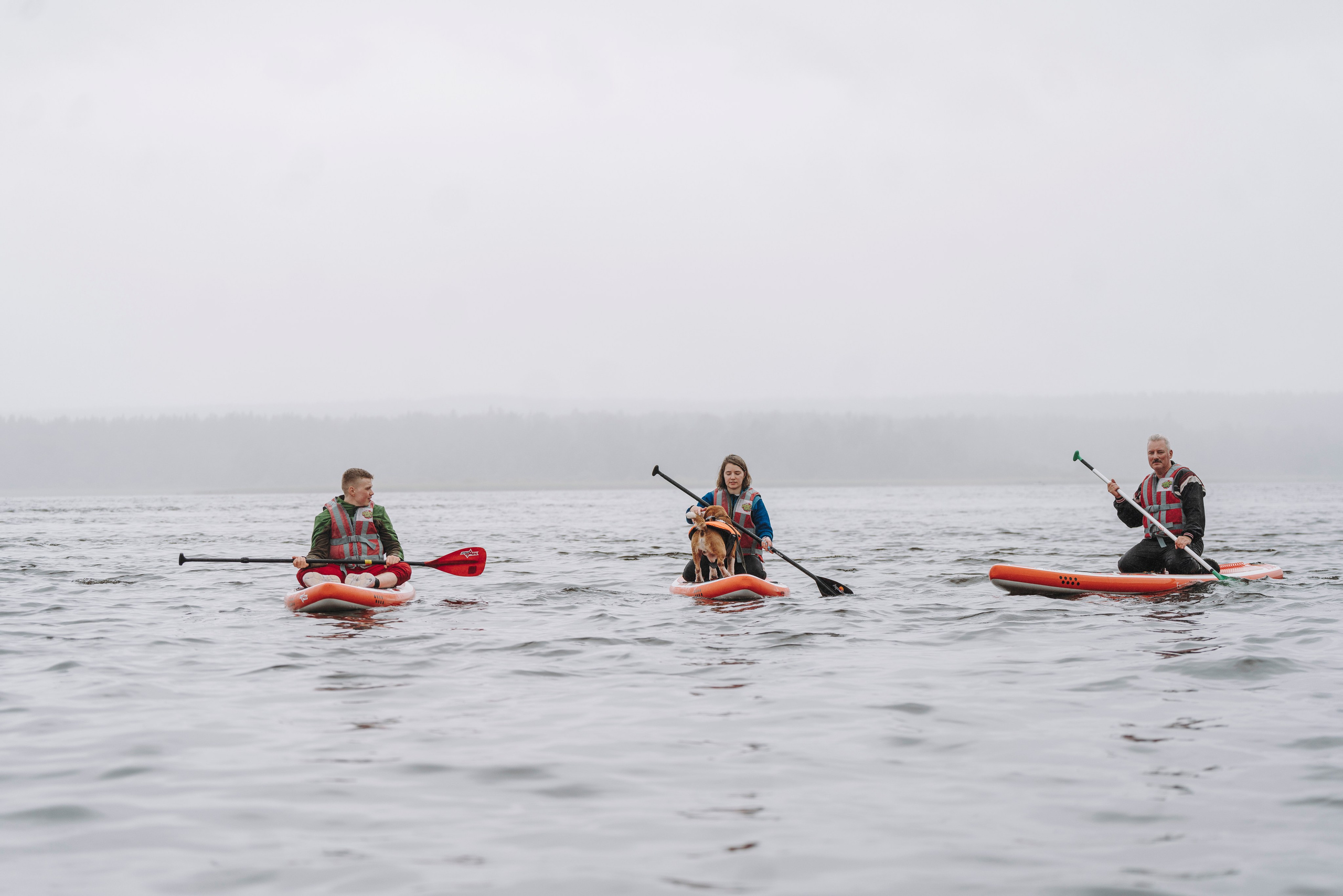 Катание на сапах с собаками. Фотограф анималист в Спб недорого Олеся Майорова