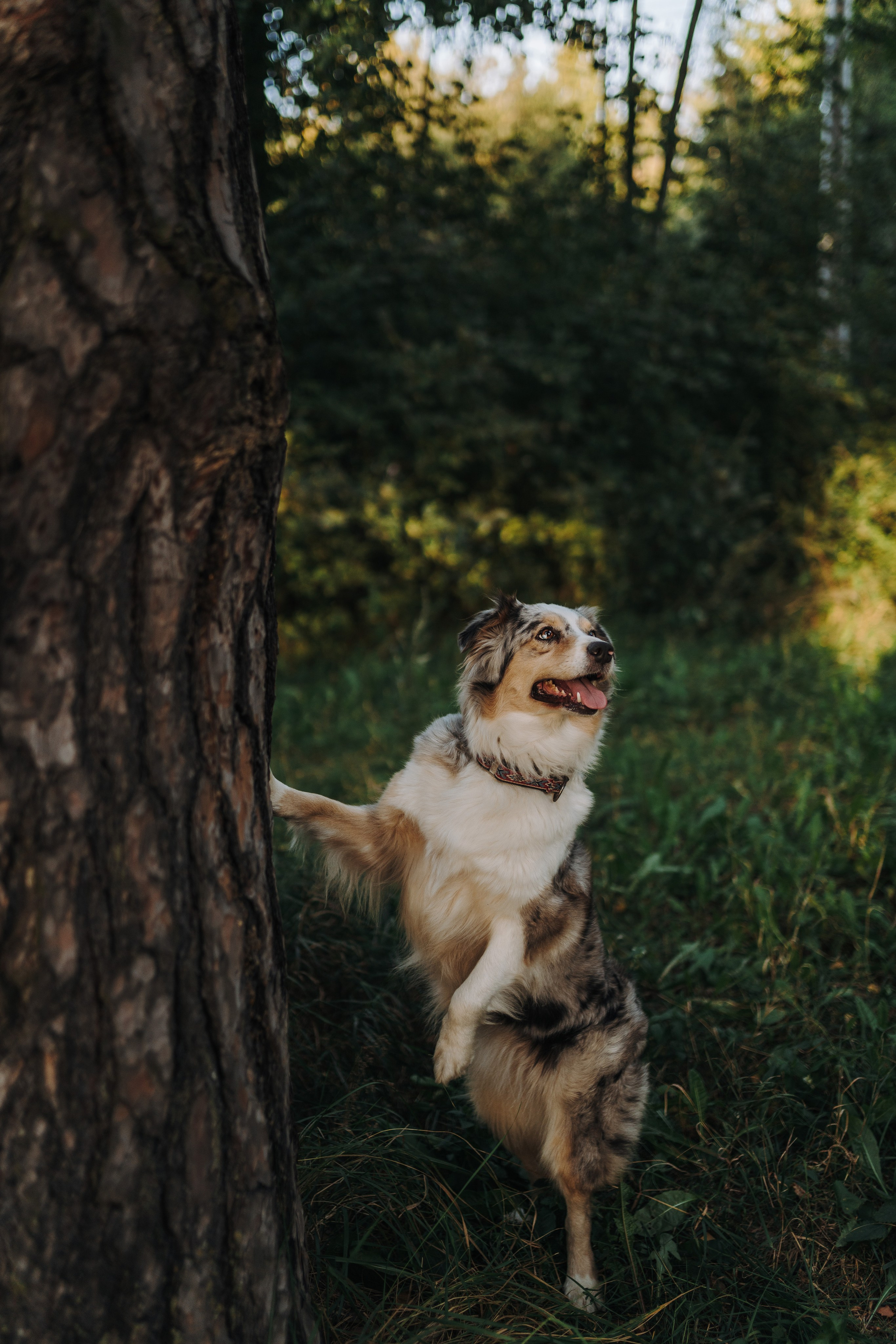 Фотограф анималист в Спб. Фотограф анималист в Спб недорого Олеся Майорова