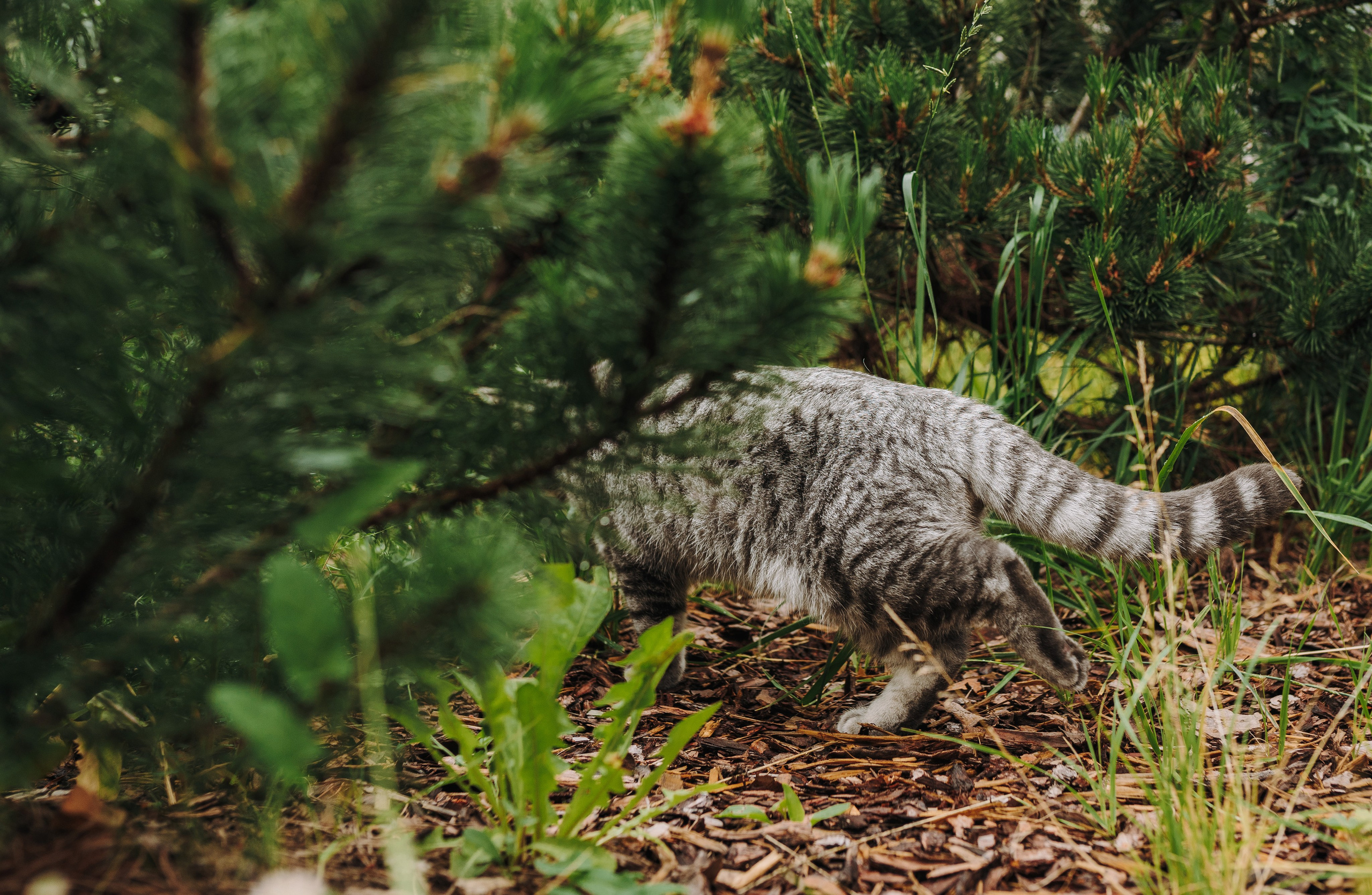 Портфолио кошки, фотограф Олеся Майрова. Фотограф анималист в Спб недорого Олеся Майорова