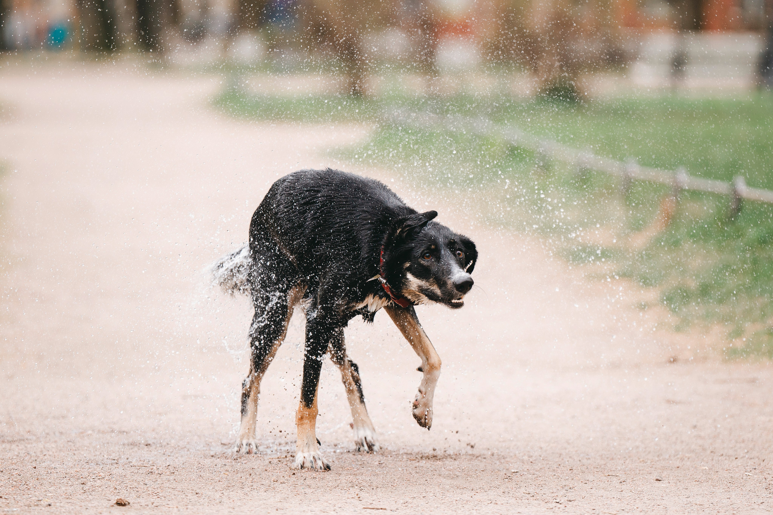 Эля и Шиза. Фотограф анималист в Спб недорого Олеся Майорова