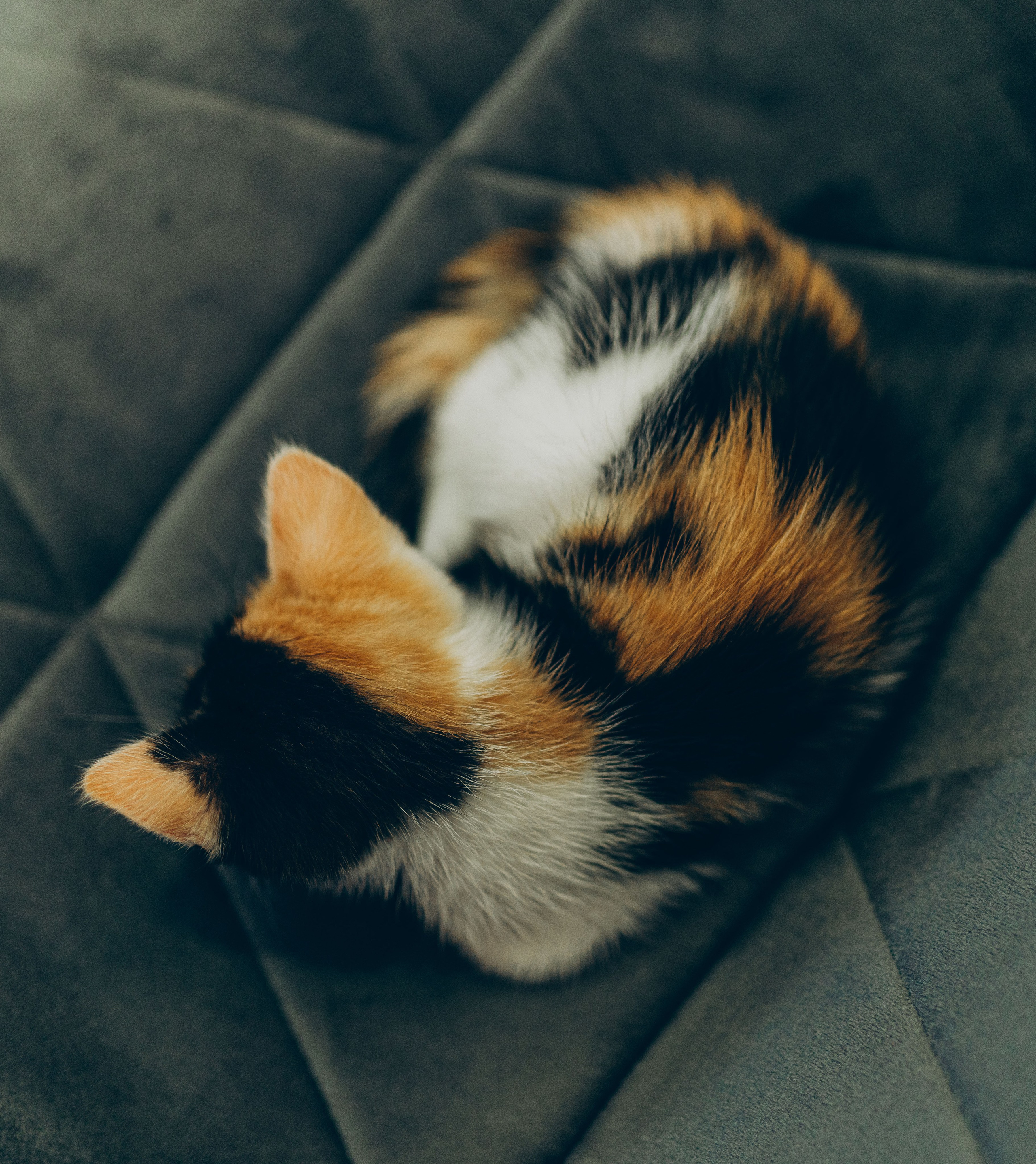 Соник. Фотограф анималист в Спб недорого Олеся Майорова