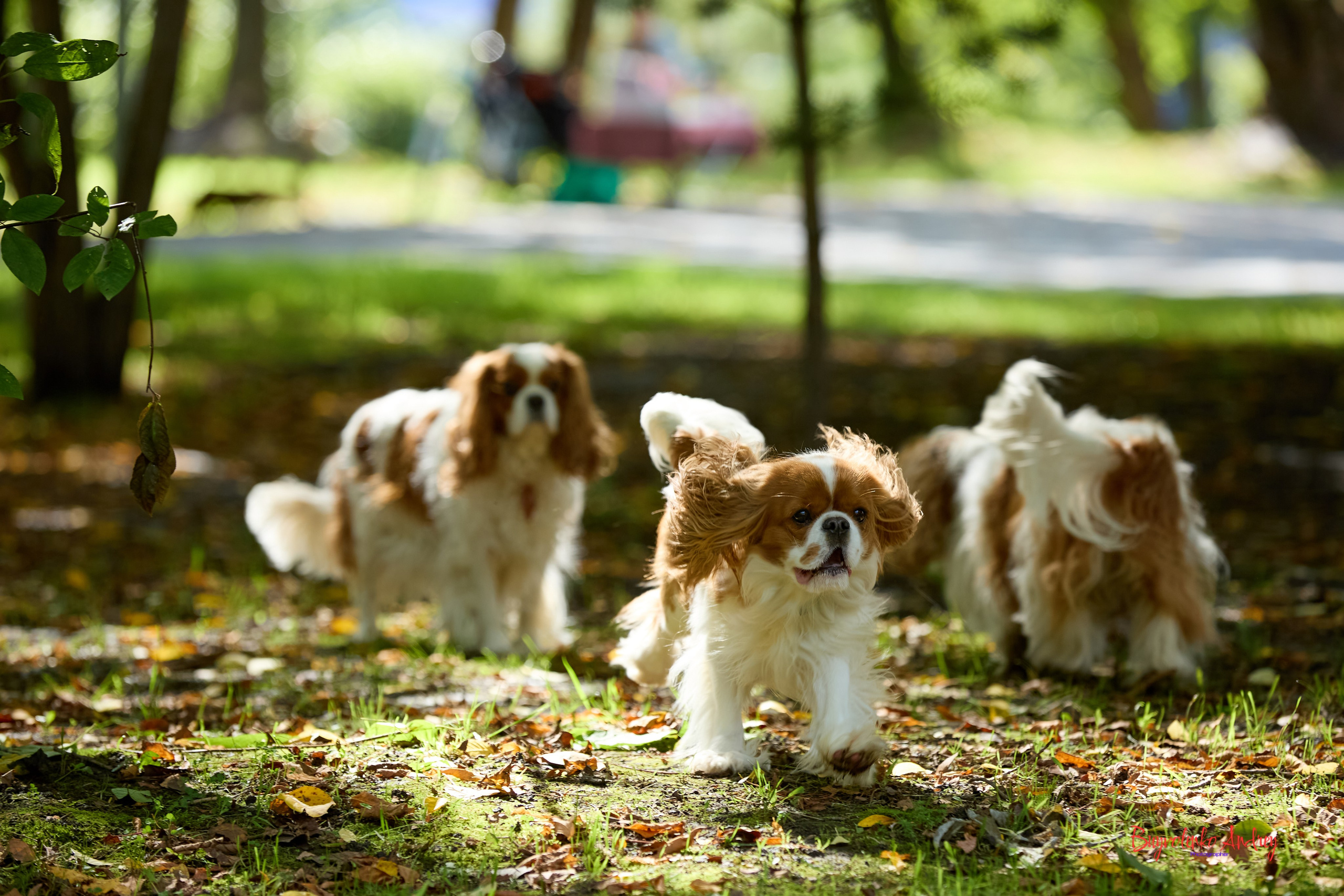 Фотопрогулка с кавалерами. Buyvolenko Andrey