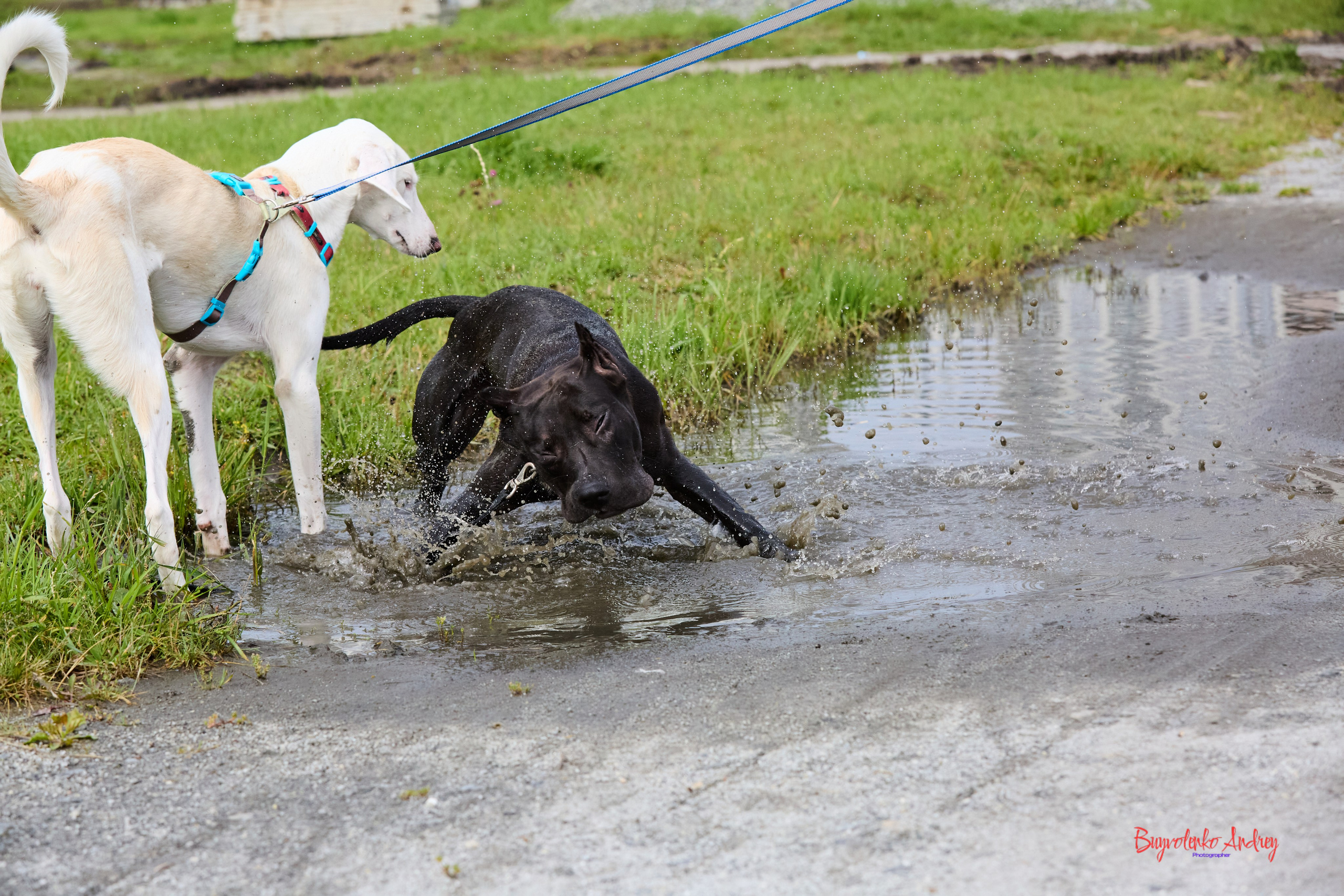 Проект фотопрогулка с хвостиком. Buyvolenko Andrey