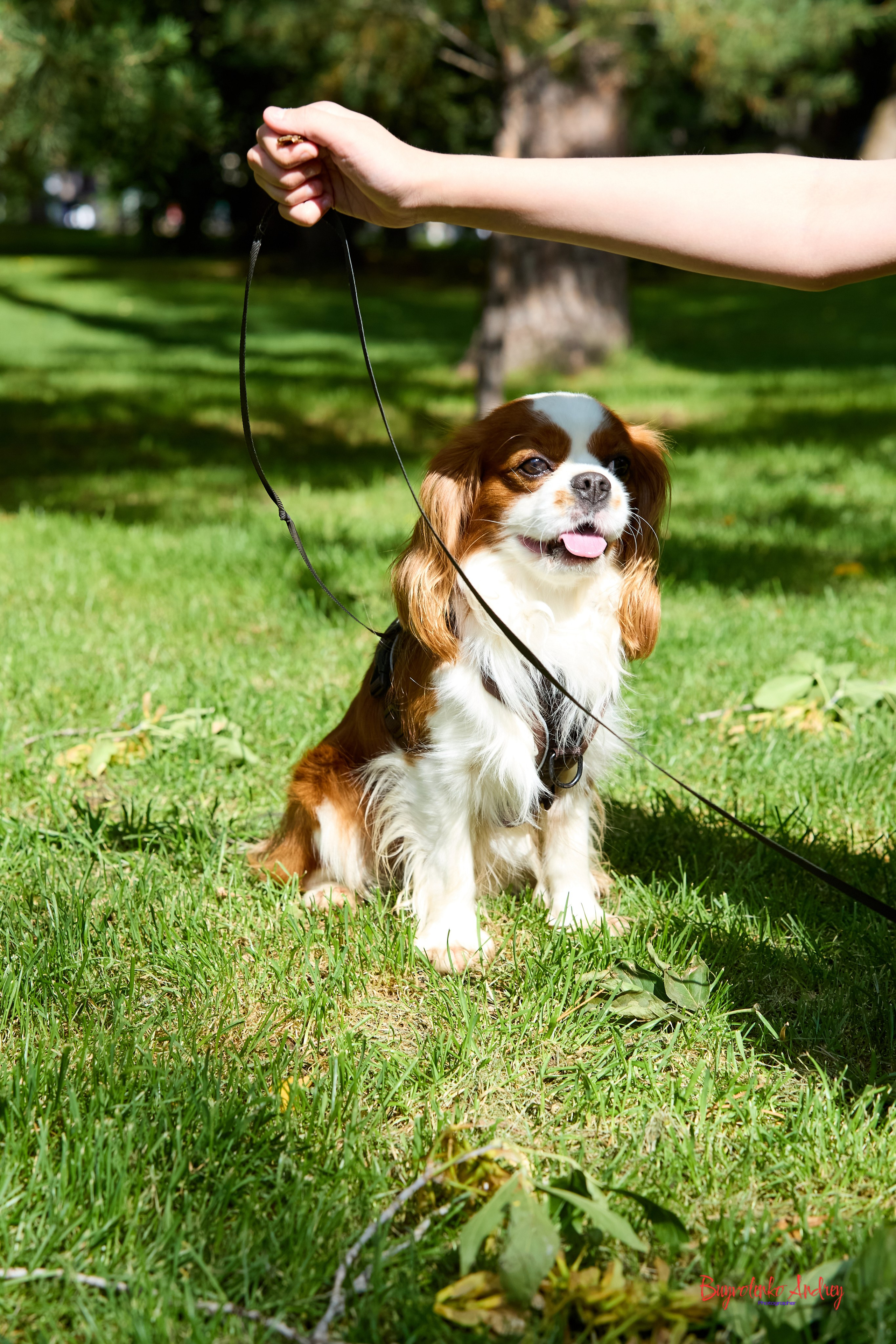 Фотопрогулка с кавалерами. Buyvolenko Andrey