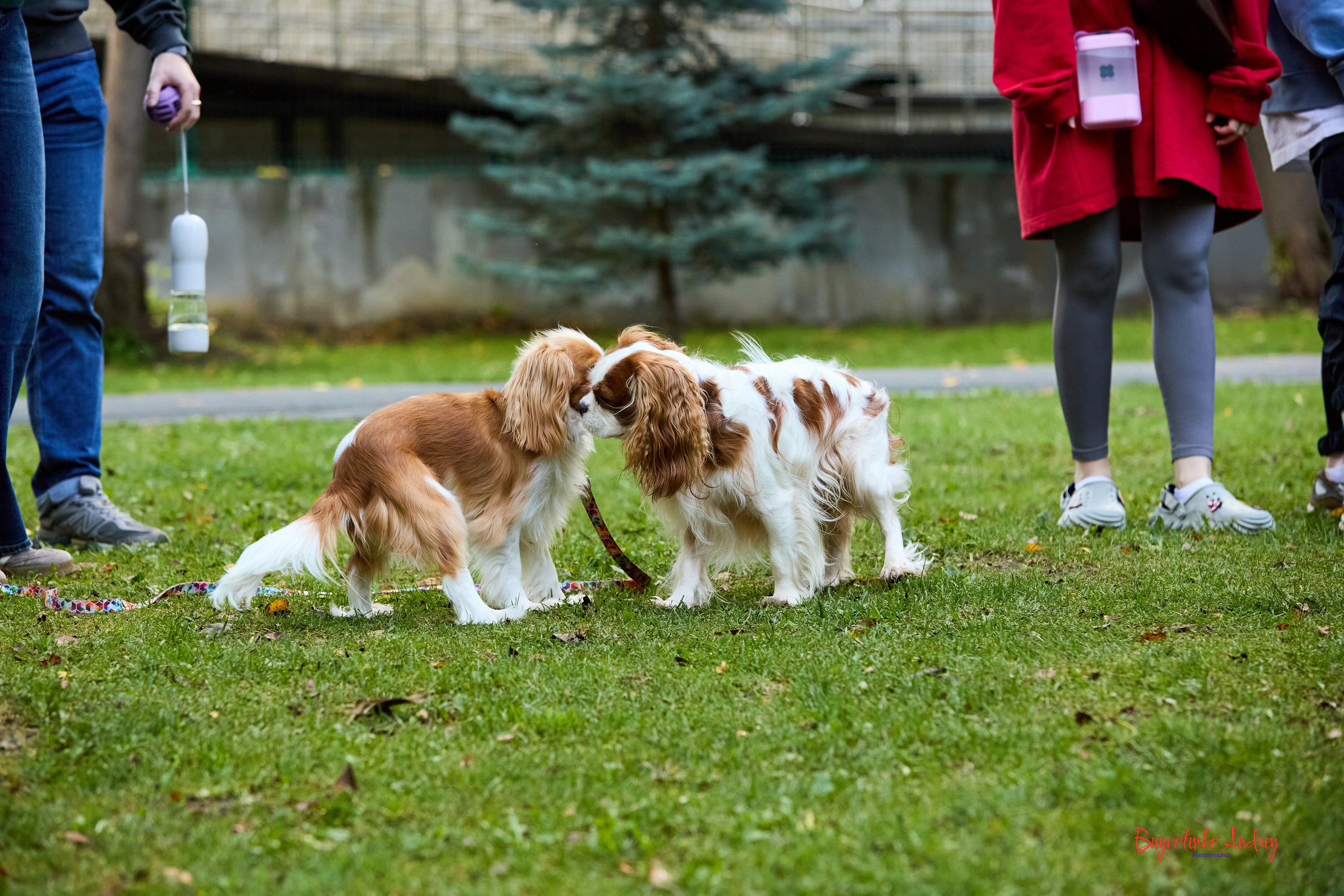 Фотопрогулка с кавалерами. Buyvolenko Andrey