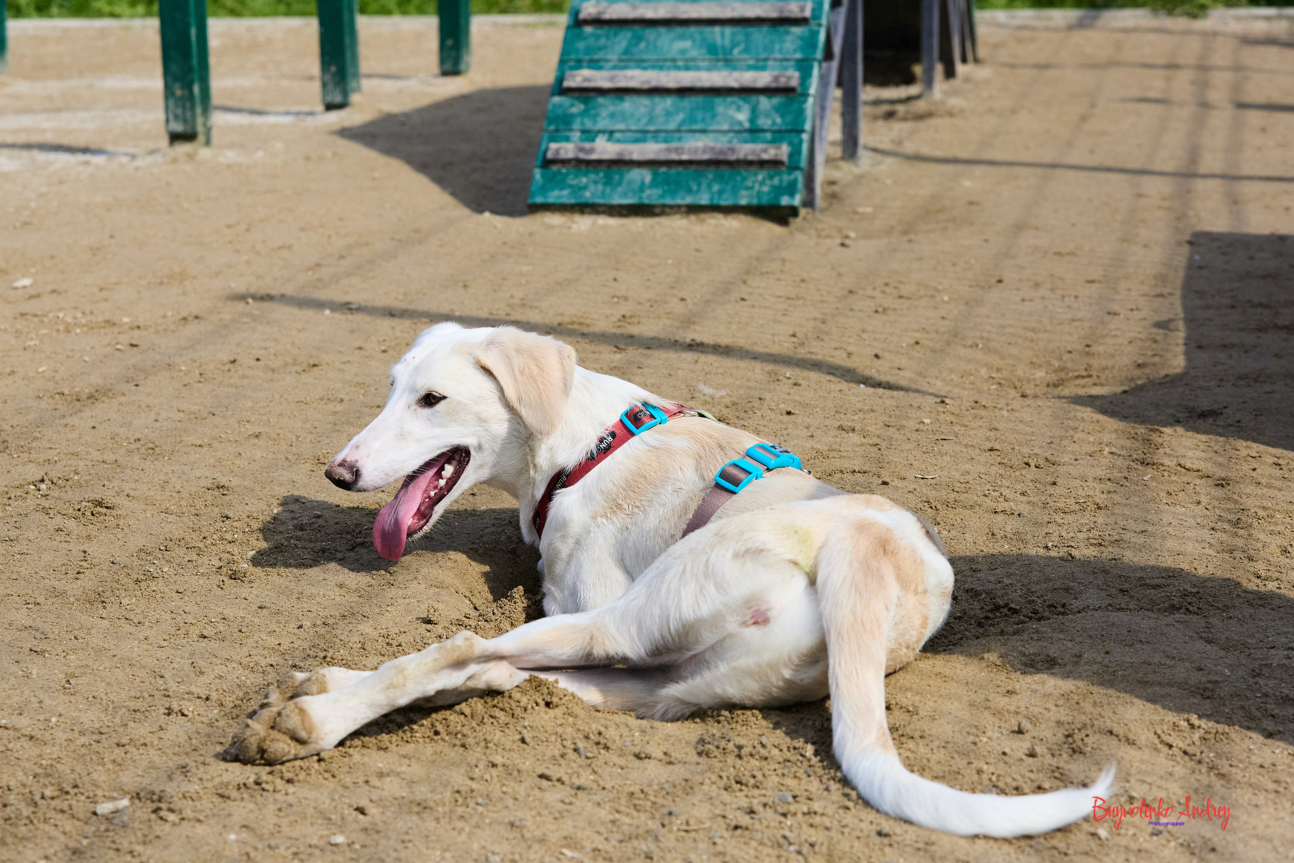 Проект фотопрогулка с хвостиком. Buyvolenko Andrey