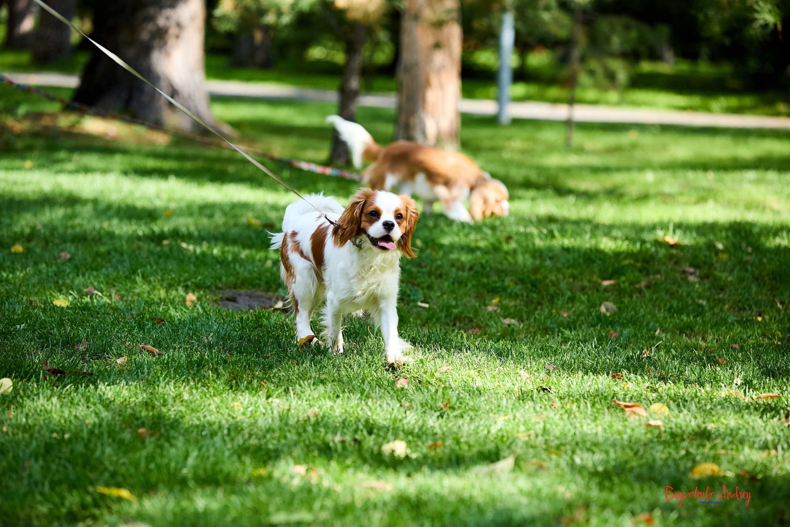 Фотопрогулка с кавалерами. Buyvolenko Andrey