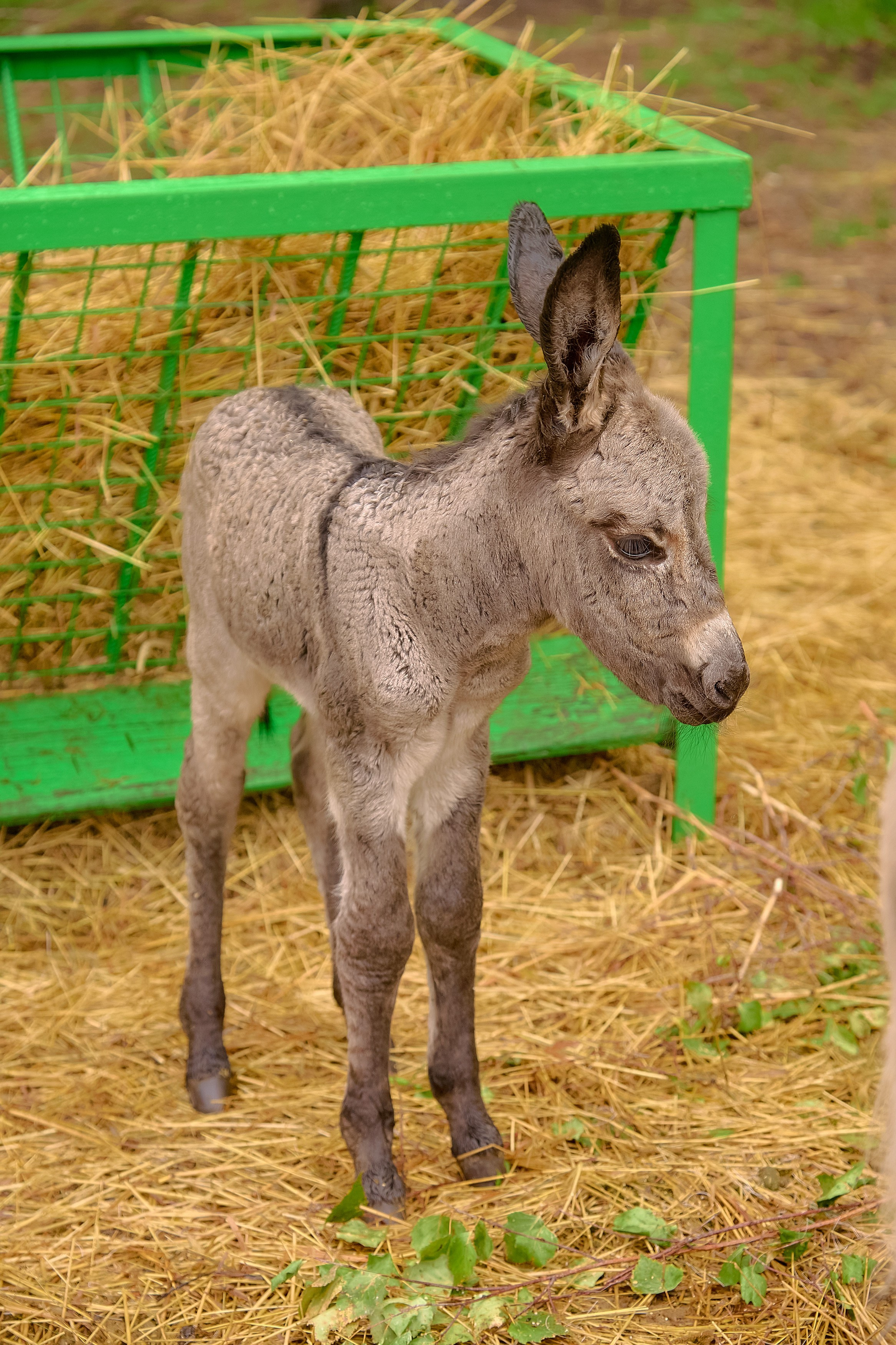 Ранчо «Шарье». Сеть магазинов «Калина-Малина». Фотограф Яковлев Роман — Красноярск