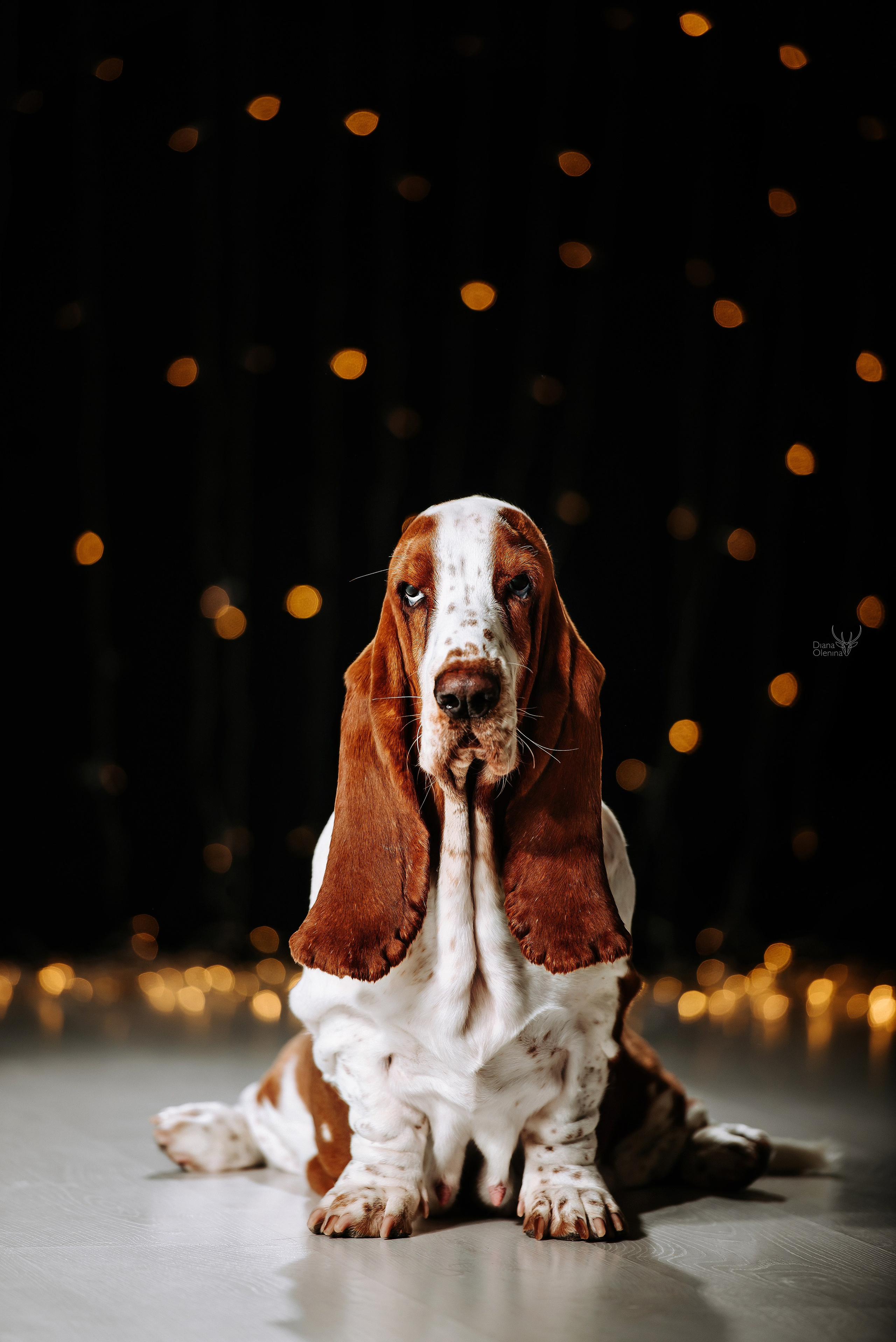 Собаки фоны. Фотограф Диана Оленина Красноярск / Братск