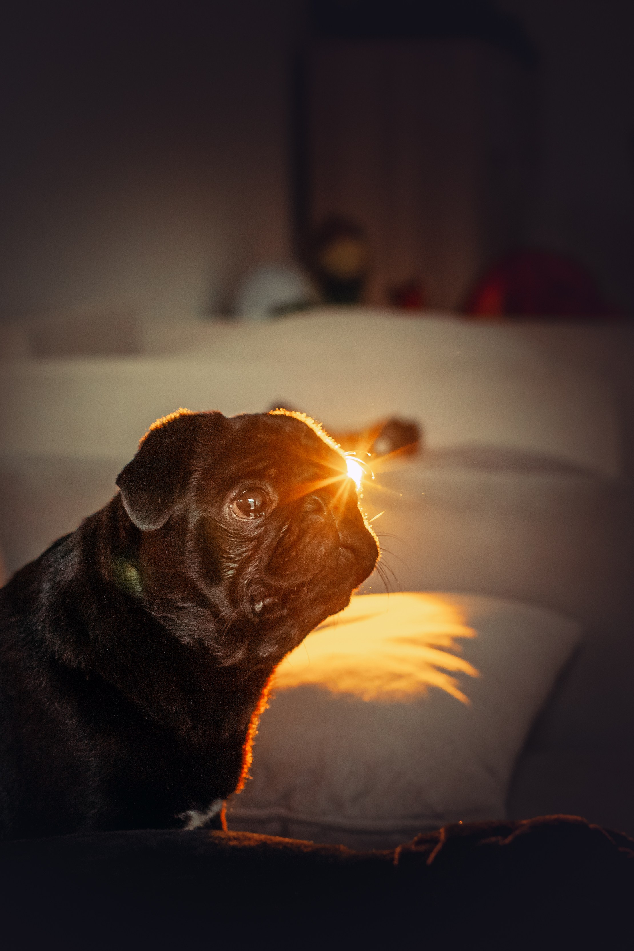 Оля, Харви, Луис. Фотограф-анималист Татьяна Степанова
