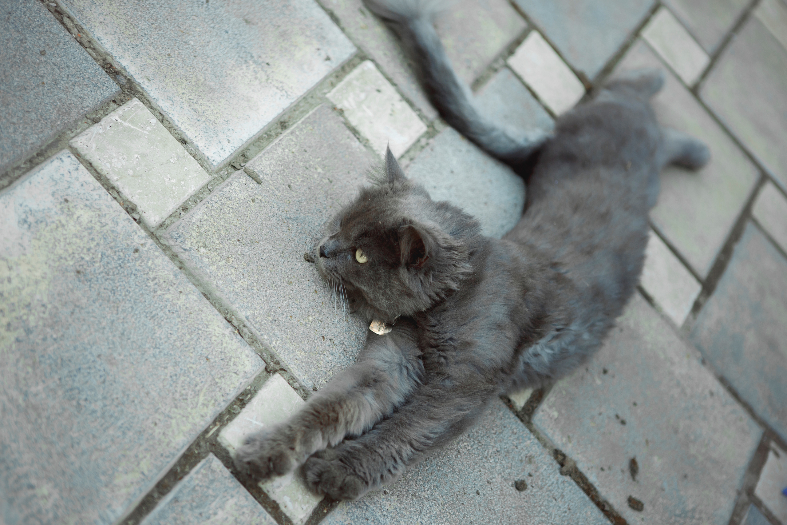 Свадьба молодых Липецк. Свадебный и портретный Фотограф в Липецке Дмитрий Котюков