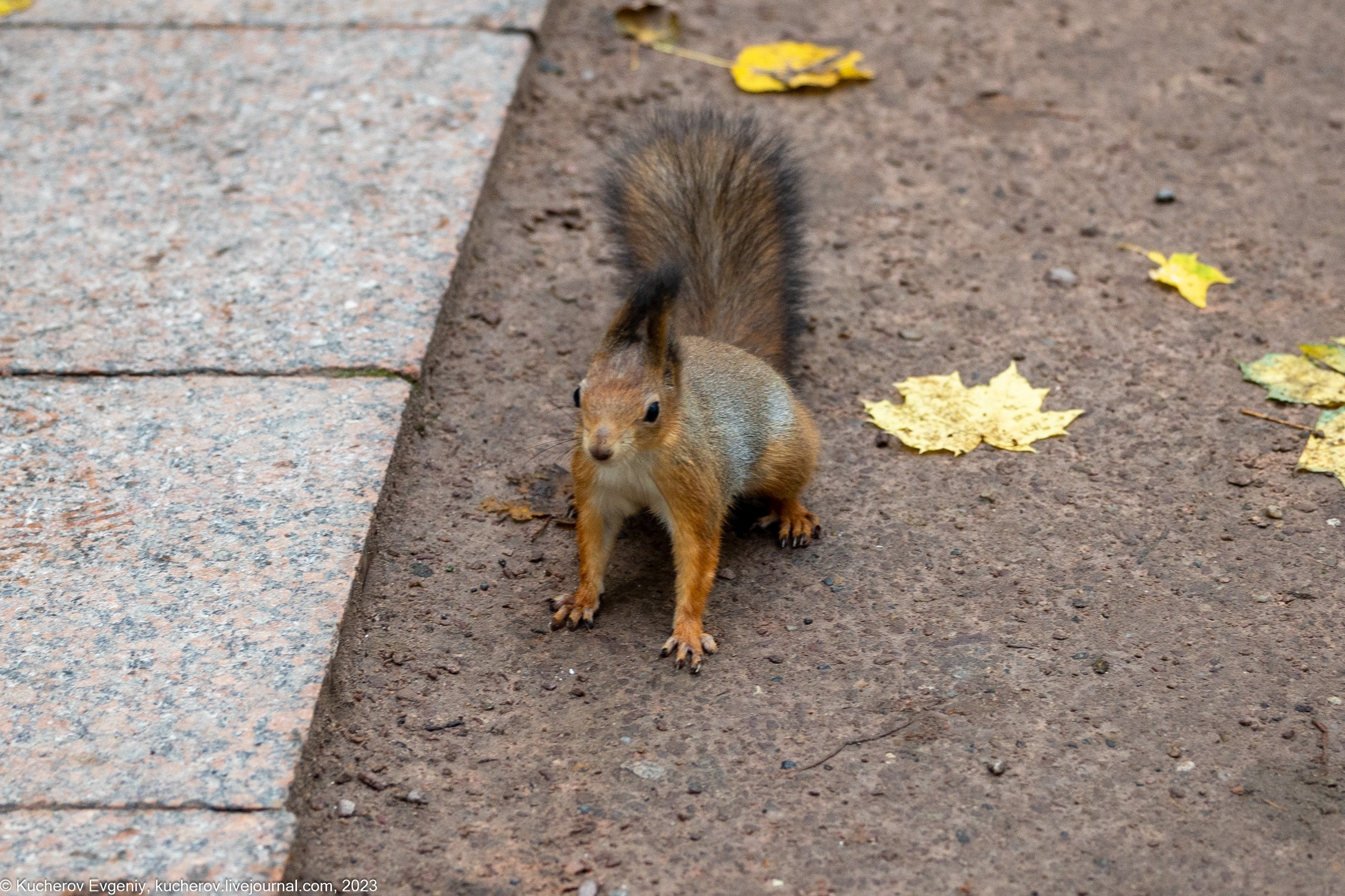 Белки. Царицыно. Кучеров Евгений. Фотограф