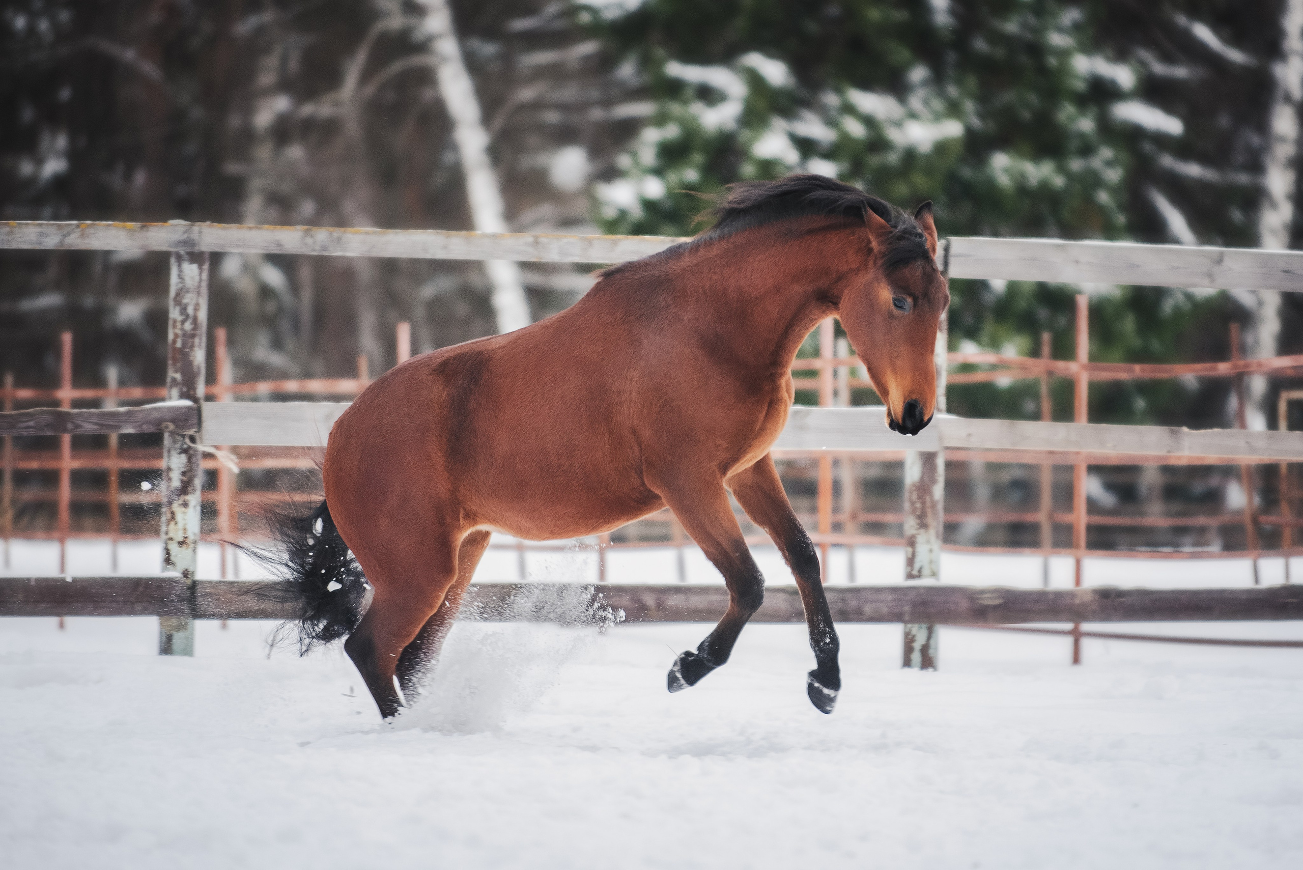 Дестини. Куракина Дарья • Конный фотограф