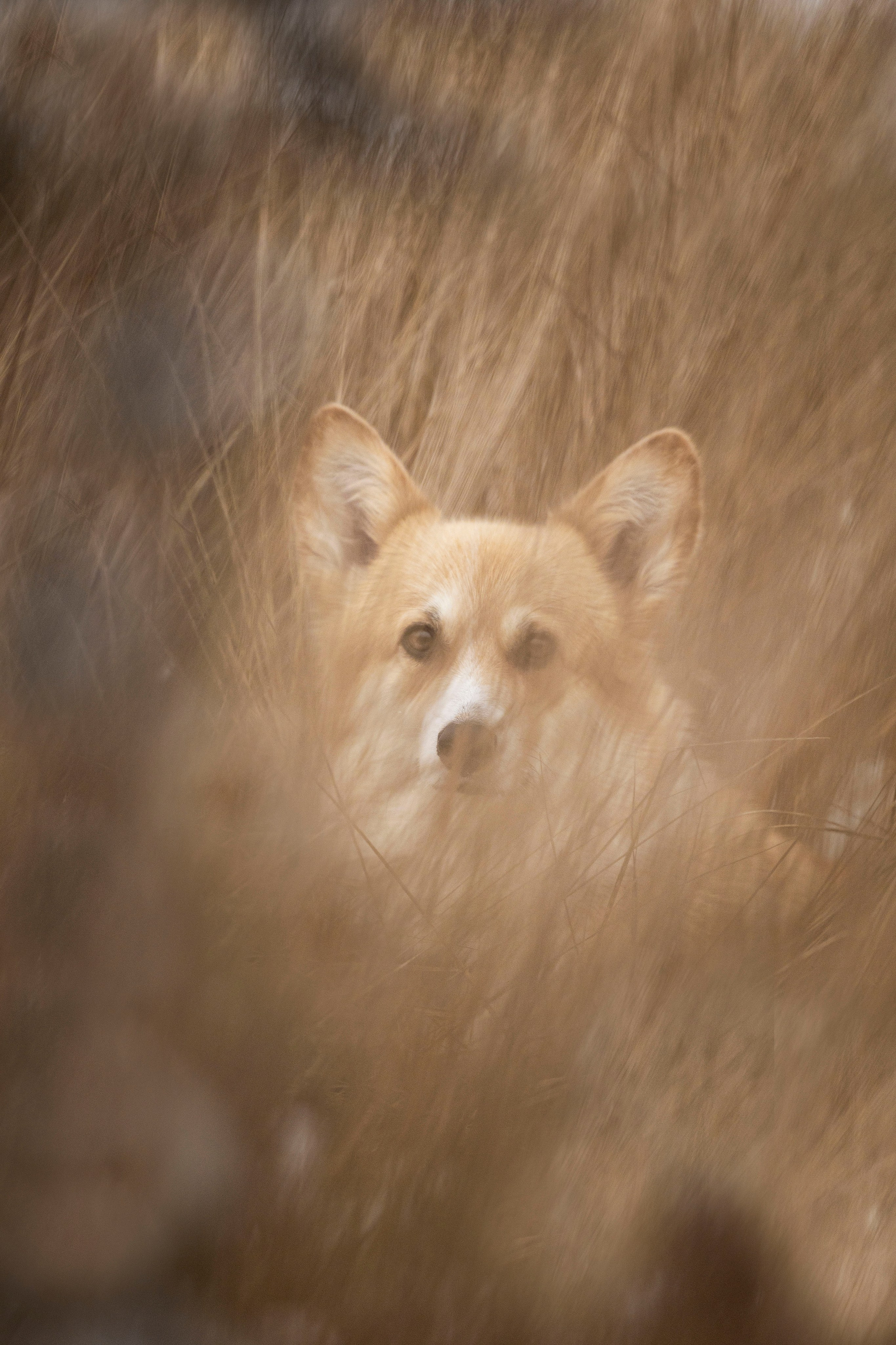Собаки. Фотограф-анималист Юлия Удовенко