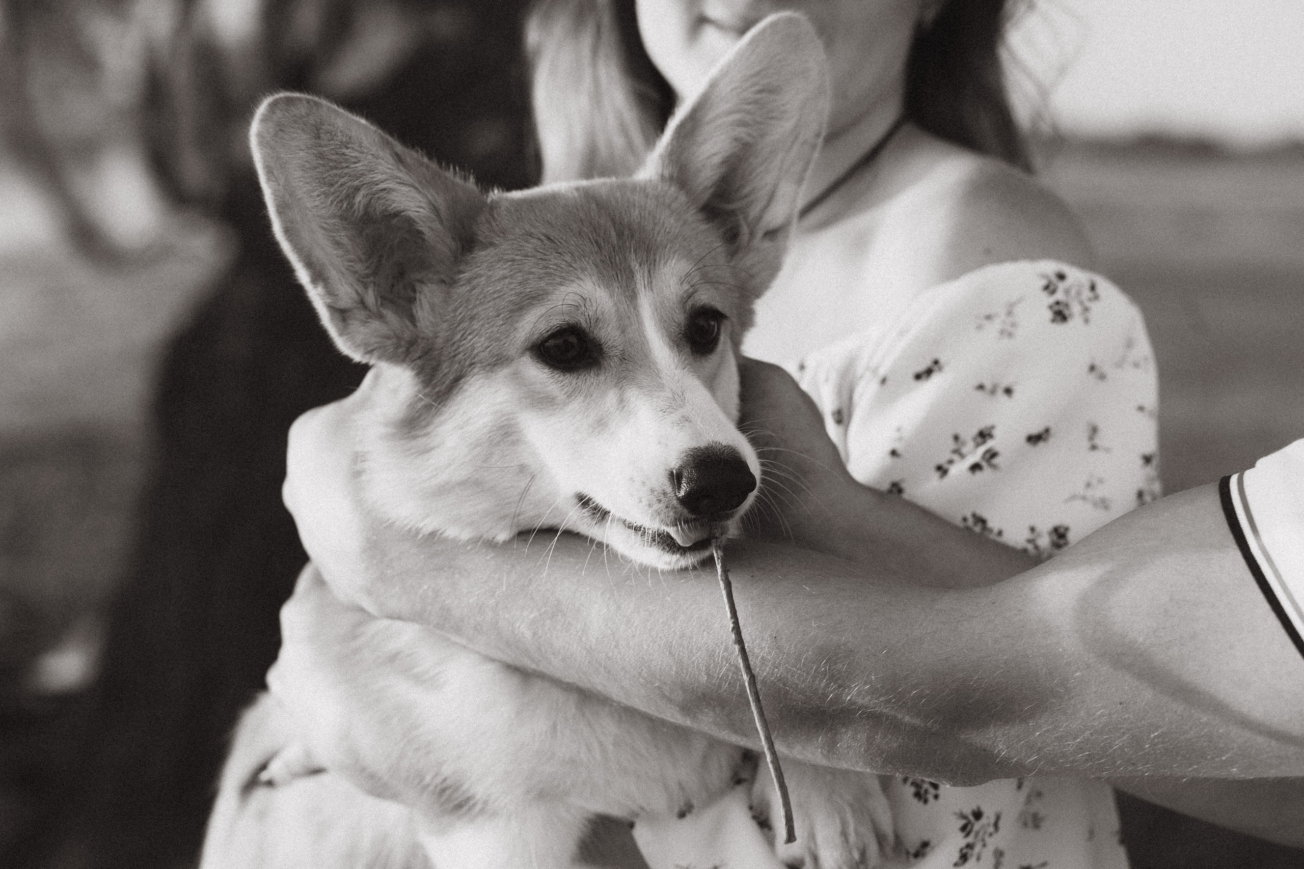 4 лапы, 2 пары ног и одно сердечко на троих ❤. Фотограф Анастасия Романова Рязань