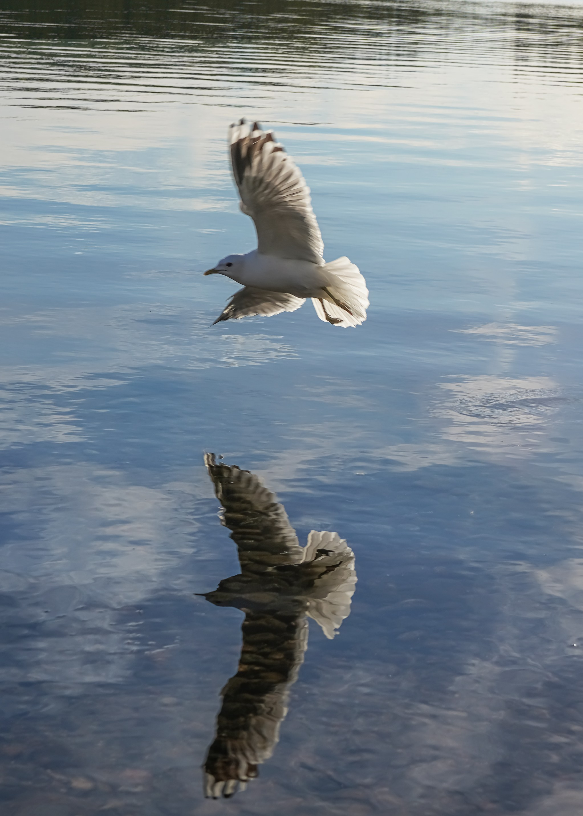 Природа и животные. Творческий фотограф Ирина Баландина.  Санкт-Петербург, Мурманск