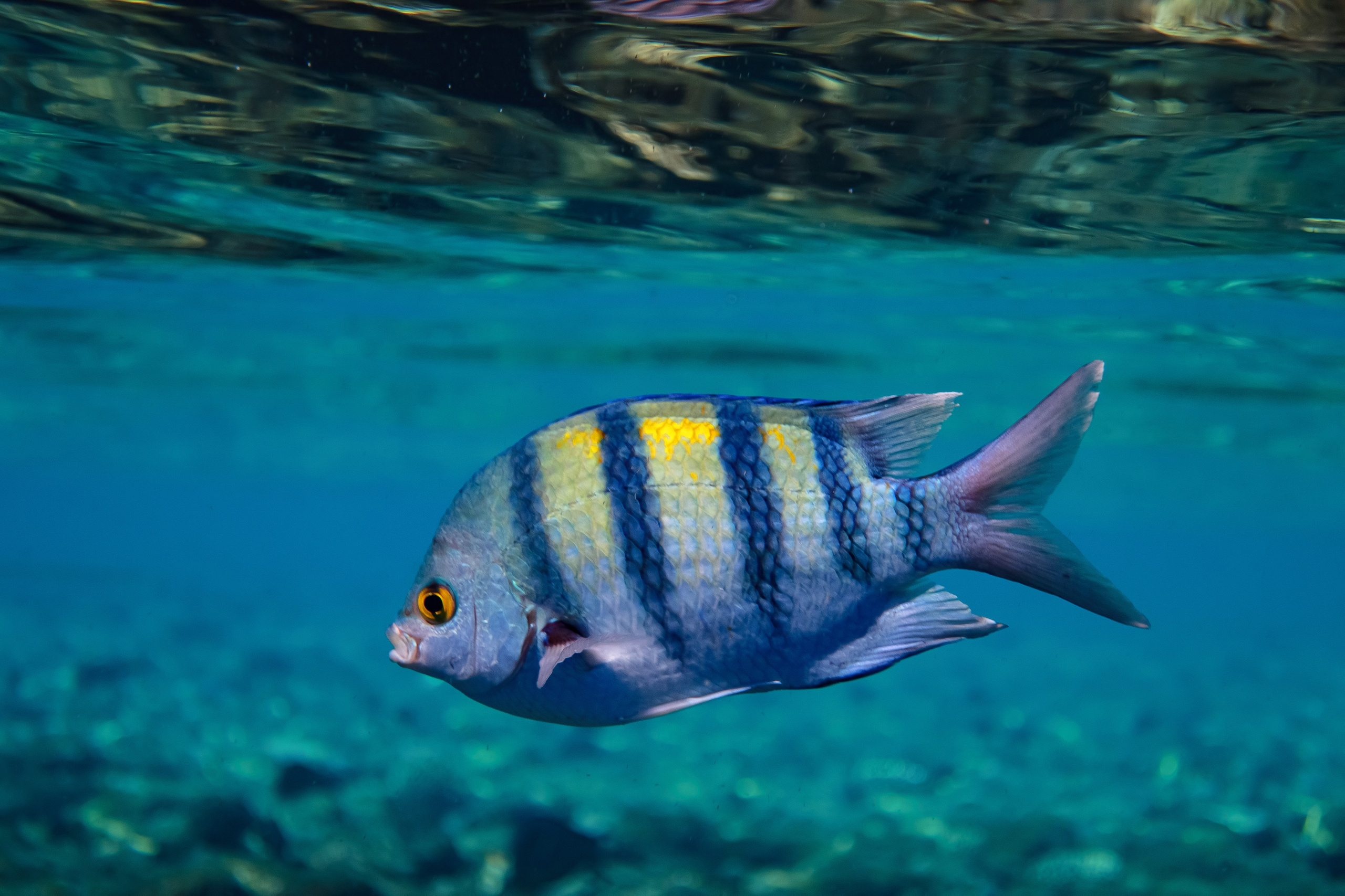 Fish. Фотограф Светлана Голицына