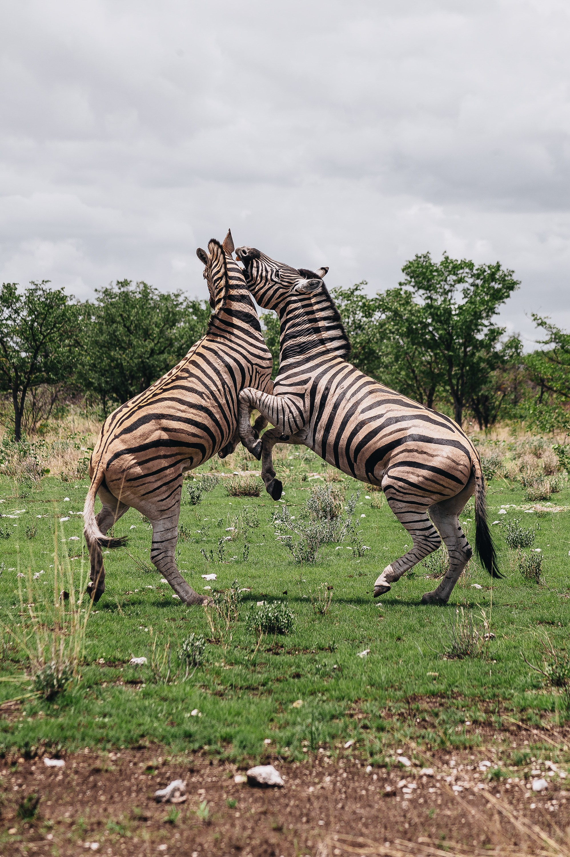 НАМИБИЯ. Роадтрип