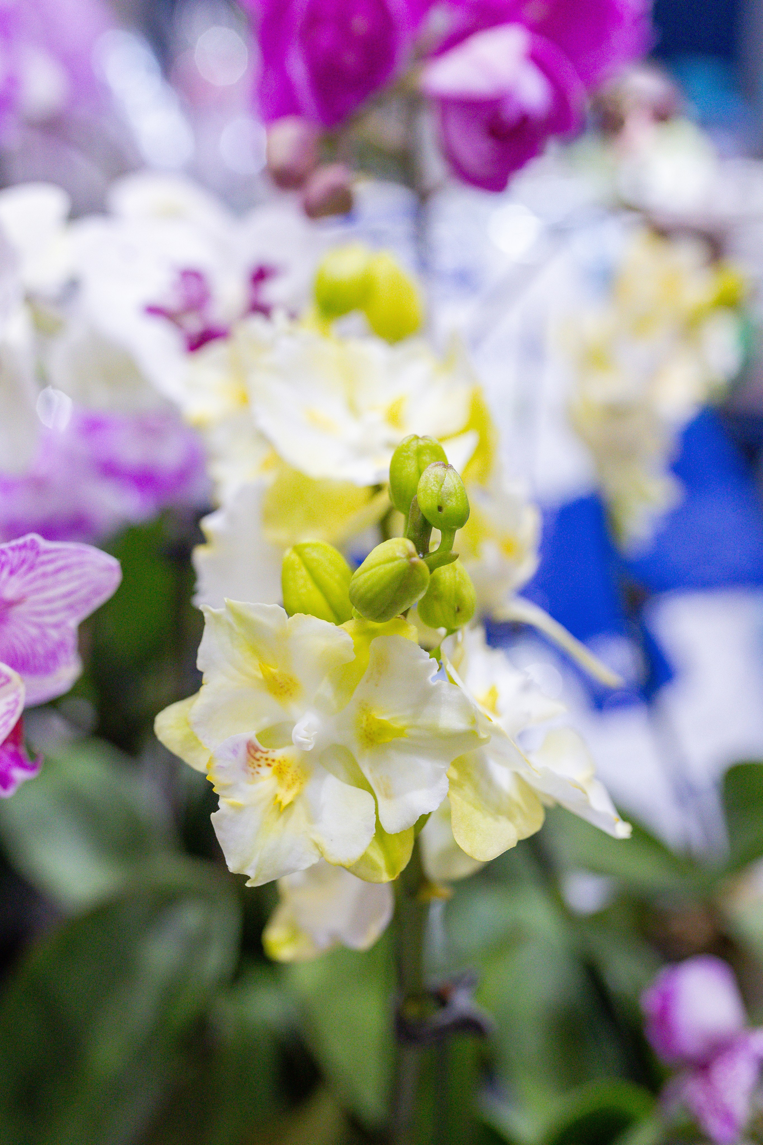 Орхидиум 12.2025. Александра Куликова фотограф, Москва