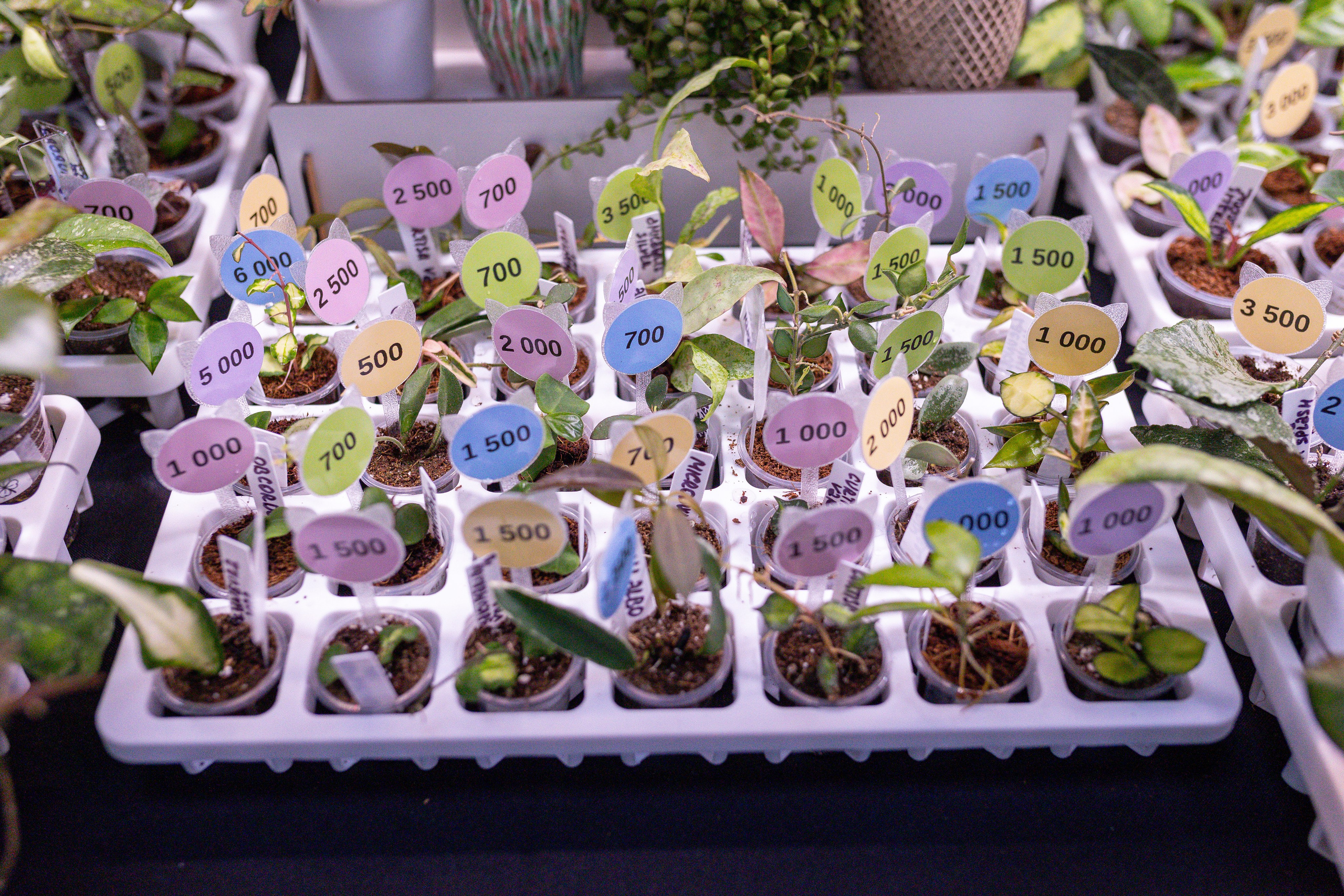 Монстериум 11–12 октября. Александра Куликова фотограф, Москва