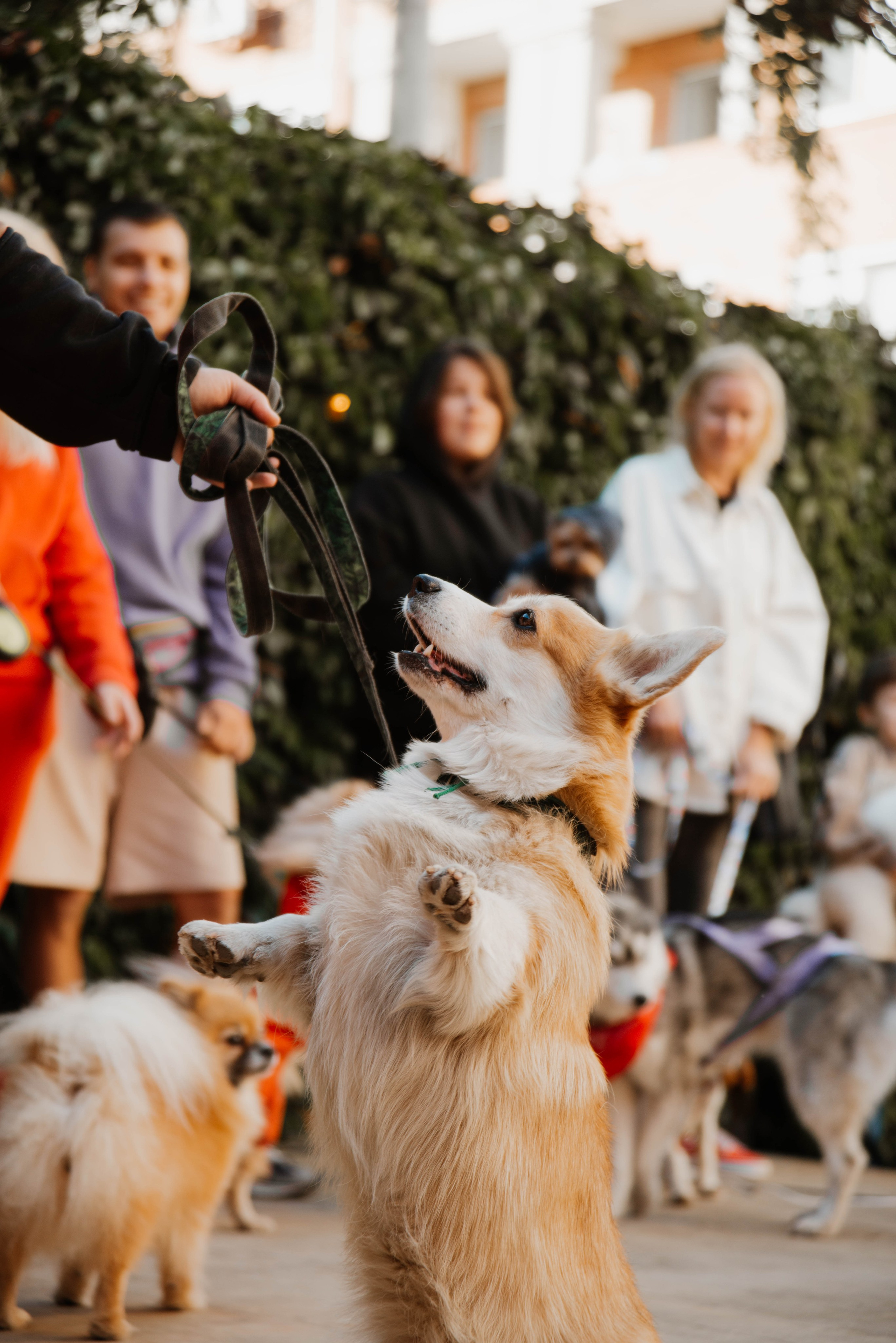 Дог-вечеринка на летнике «Кутёж». Ксения Glossa. Портретный и репортажный фотограф в Самаре