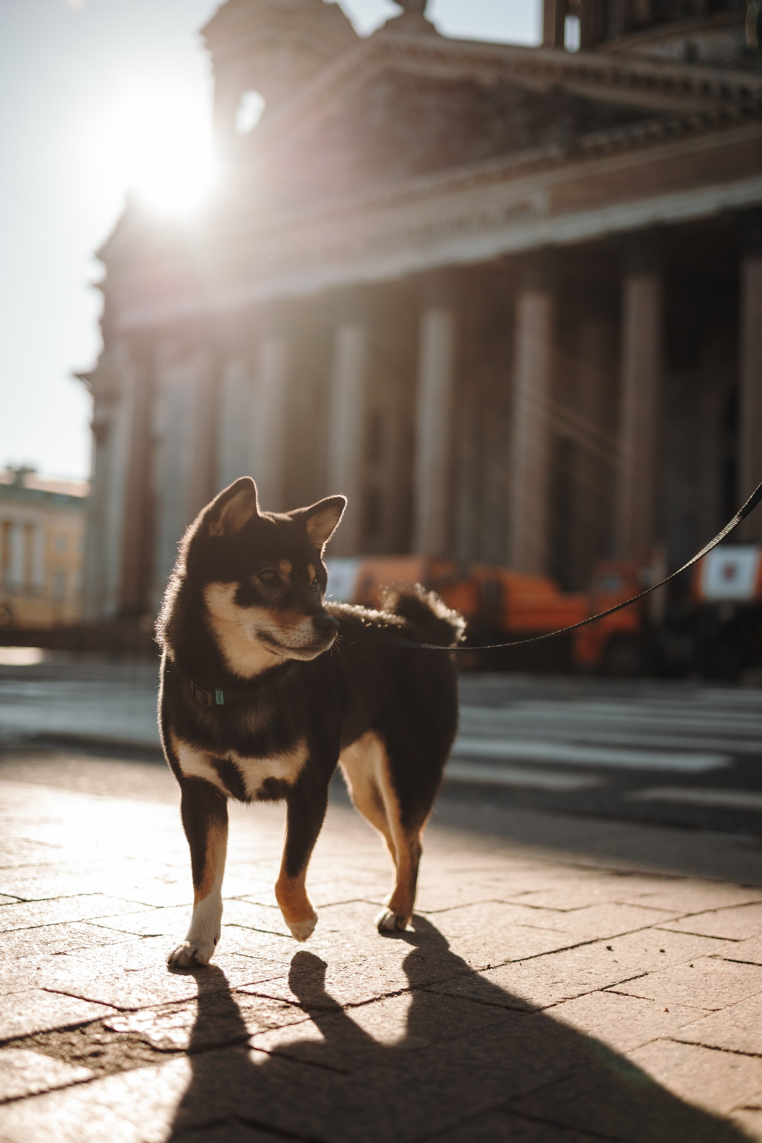 Даша и ее девочки. Фотограф — Анималист | Санкт-Петербург