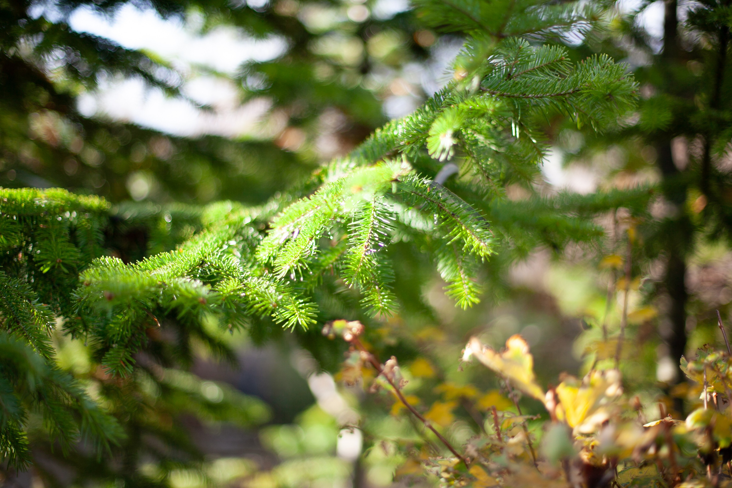 Сады Мечты. Контент для сайта. Фотограф Дарья Локотко в Красноярске