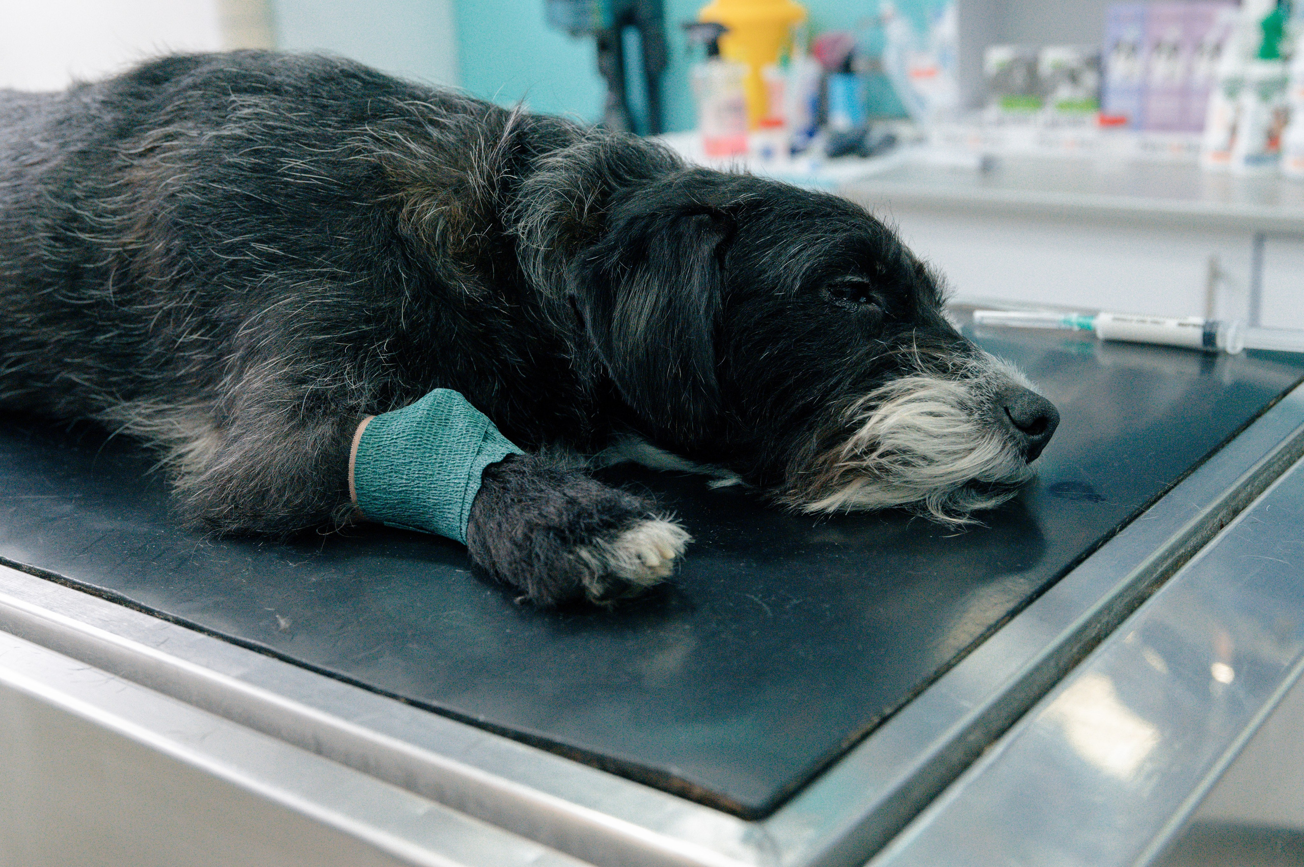 Veterinary clinic «LoyalVet». Art-photographer Ira Wind