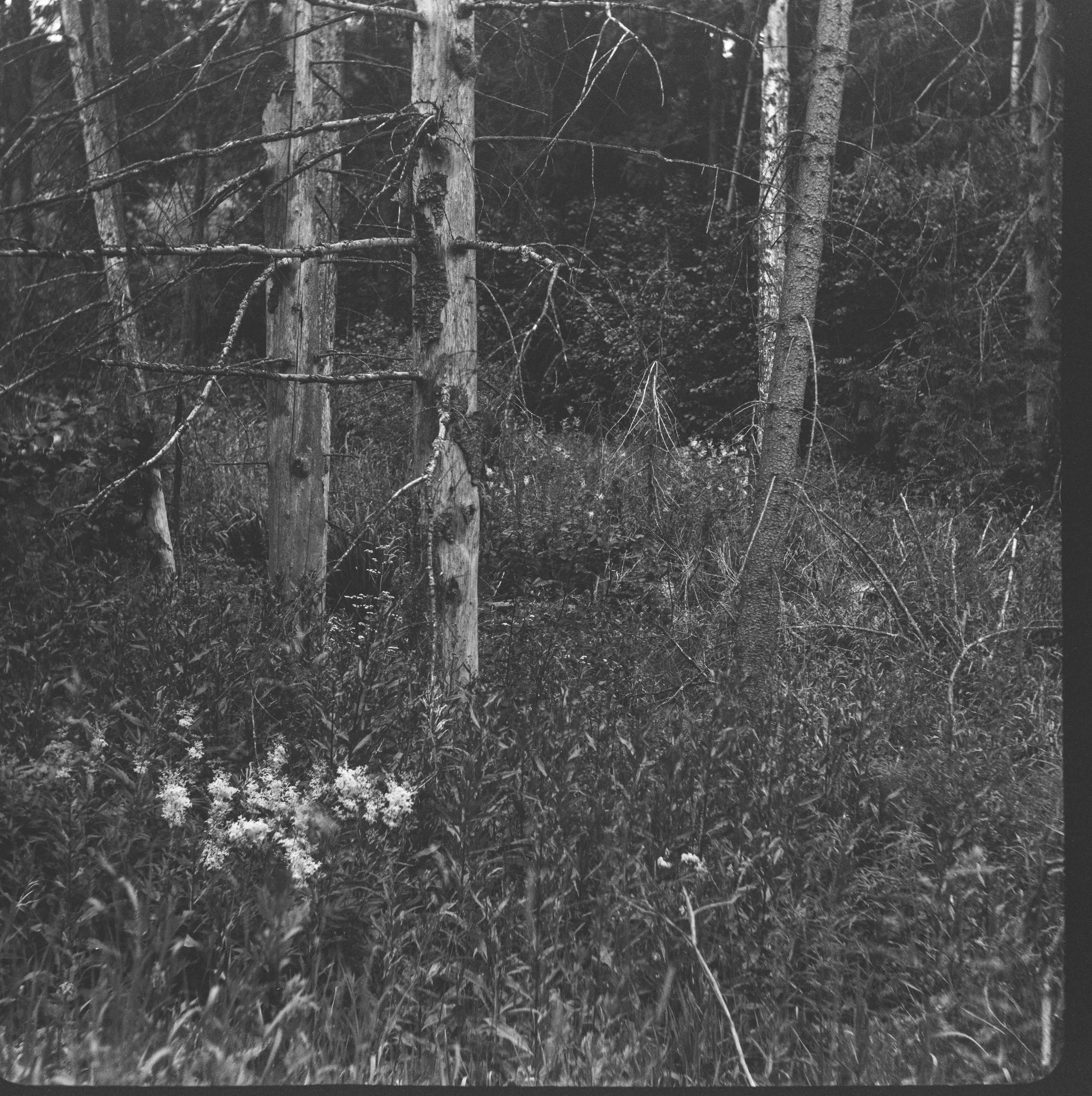 Franka Rolfix II — Rodenstock-Trinar 105mmf3.5