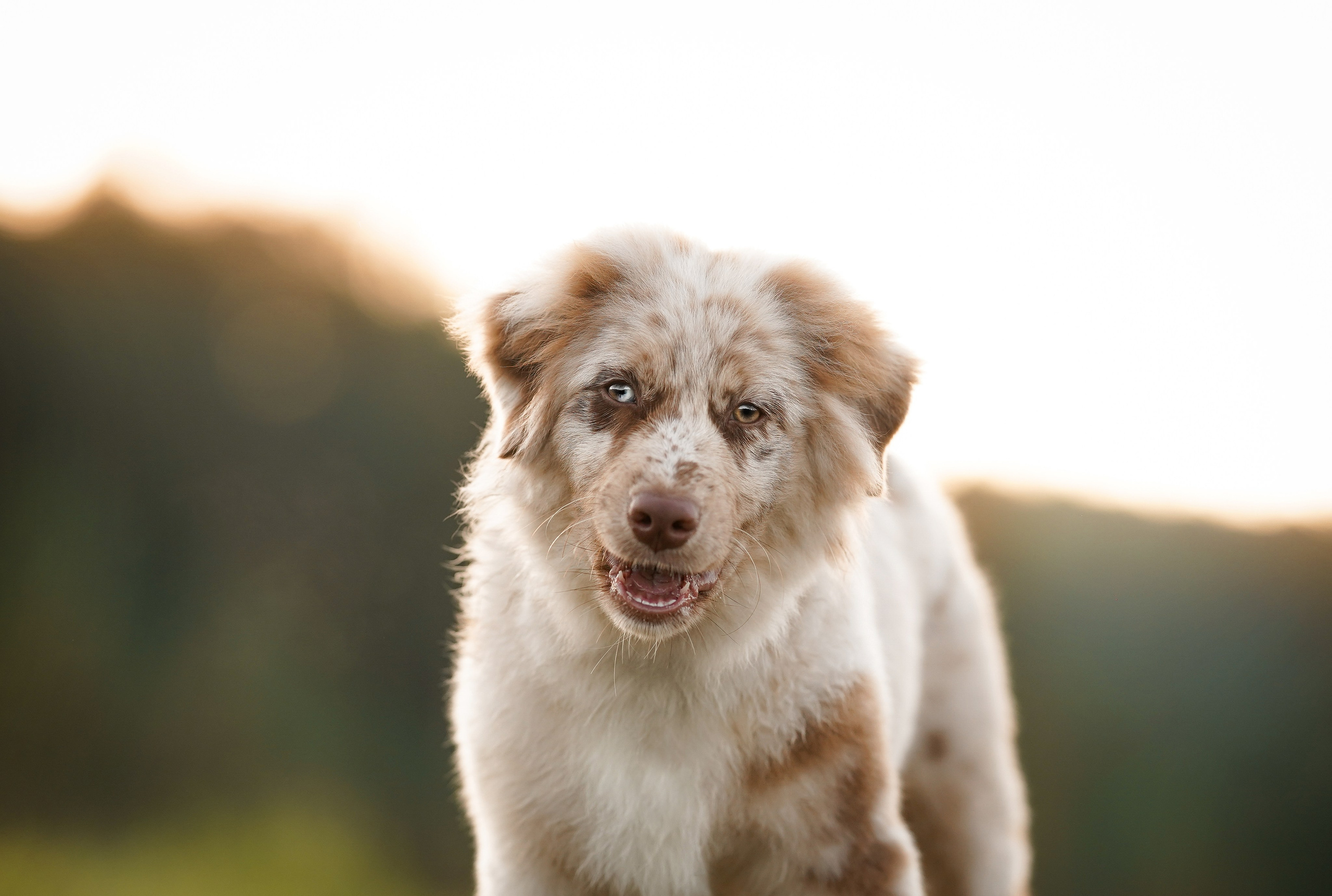 Катя Сэнди и Рокки. Фотограф-анималист в Санкт-Петербурге Яна Мартынова