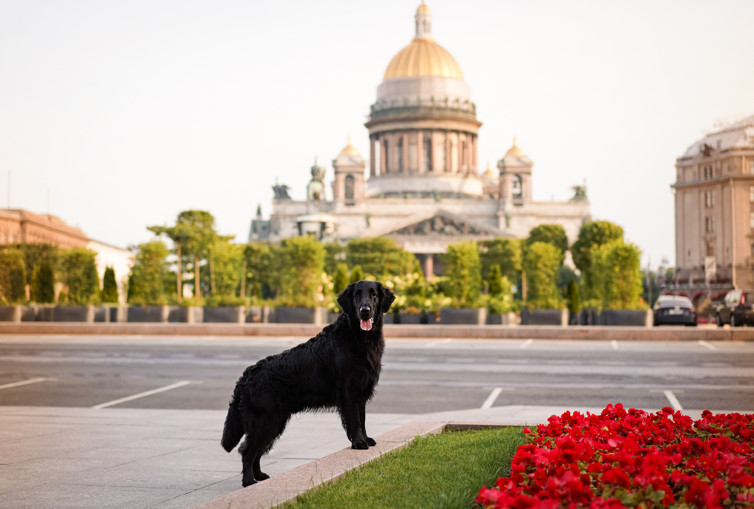 Анна и Мустик. Фотограф-анималист в Санкт-Петербурге Яна Мартынова